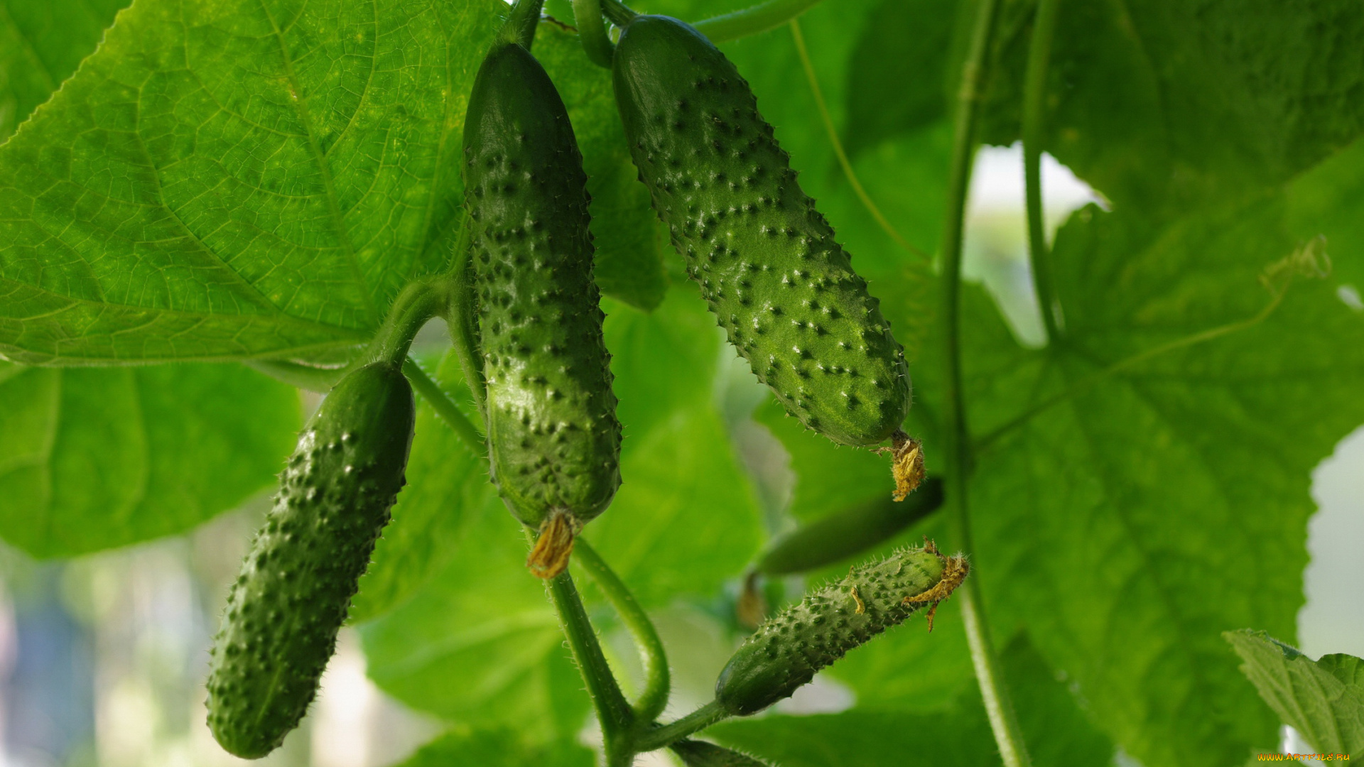 природа, плоды, дача, зелёный, цвет, овощи, огород, огурцы, огурчики, осень, сентябрь, урожай