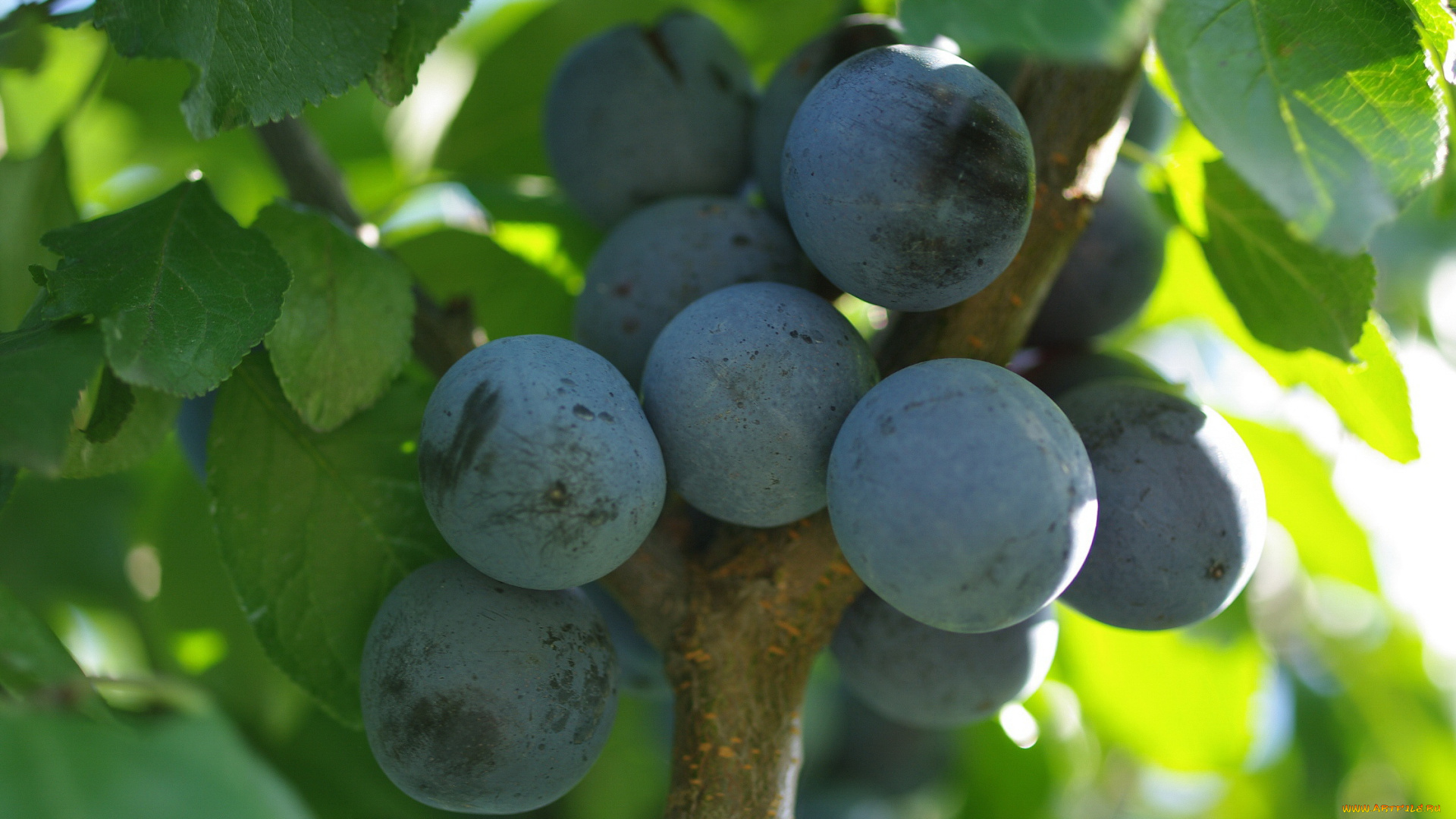 природа, плоды, ветка, дача, множество, осень, сентябрь, тернослив, урожай, ягоды