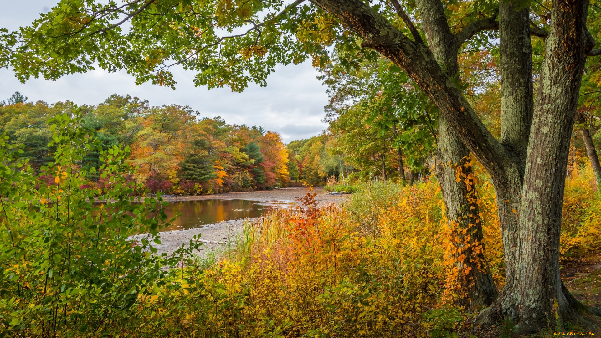 природа, реки, озера, осень, деревья