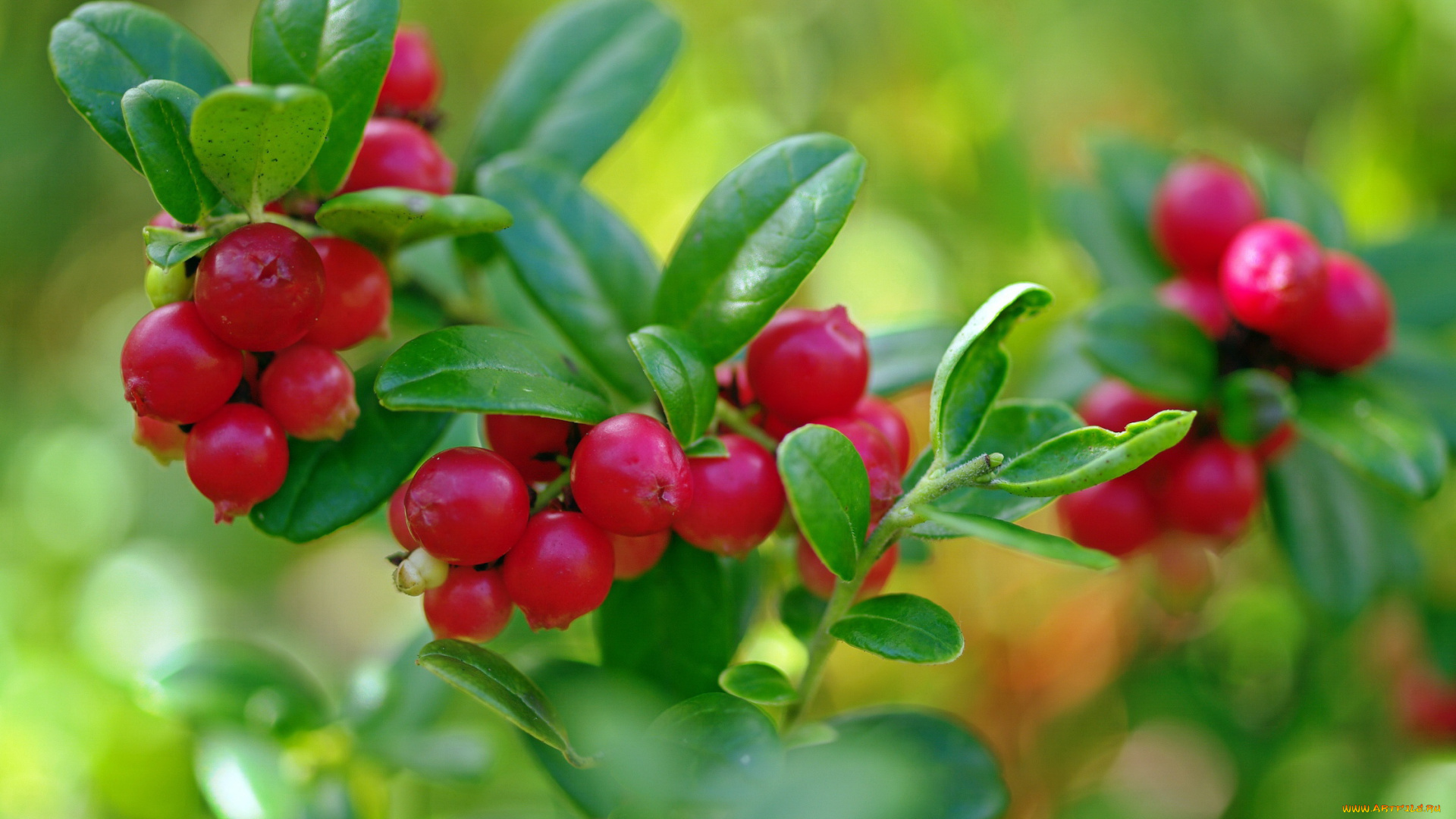 природа, Ягоды, август, брусника, красота, лес, лесные, ягоды, лето, макро, множество, растения