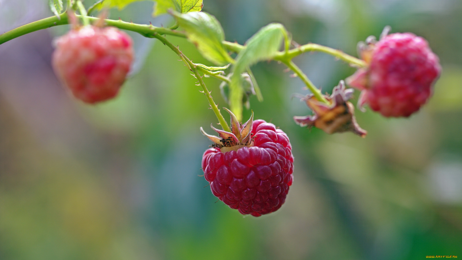 природа, Ягоды, дача, десерт, красота, лакомство, малина, осень, позитив, сентябрь, сладко, урожай, услада, ягоды