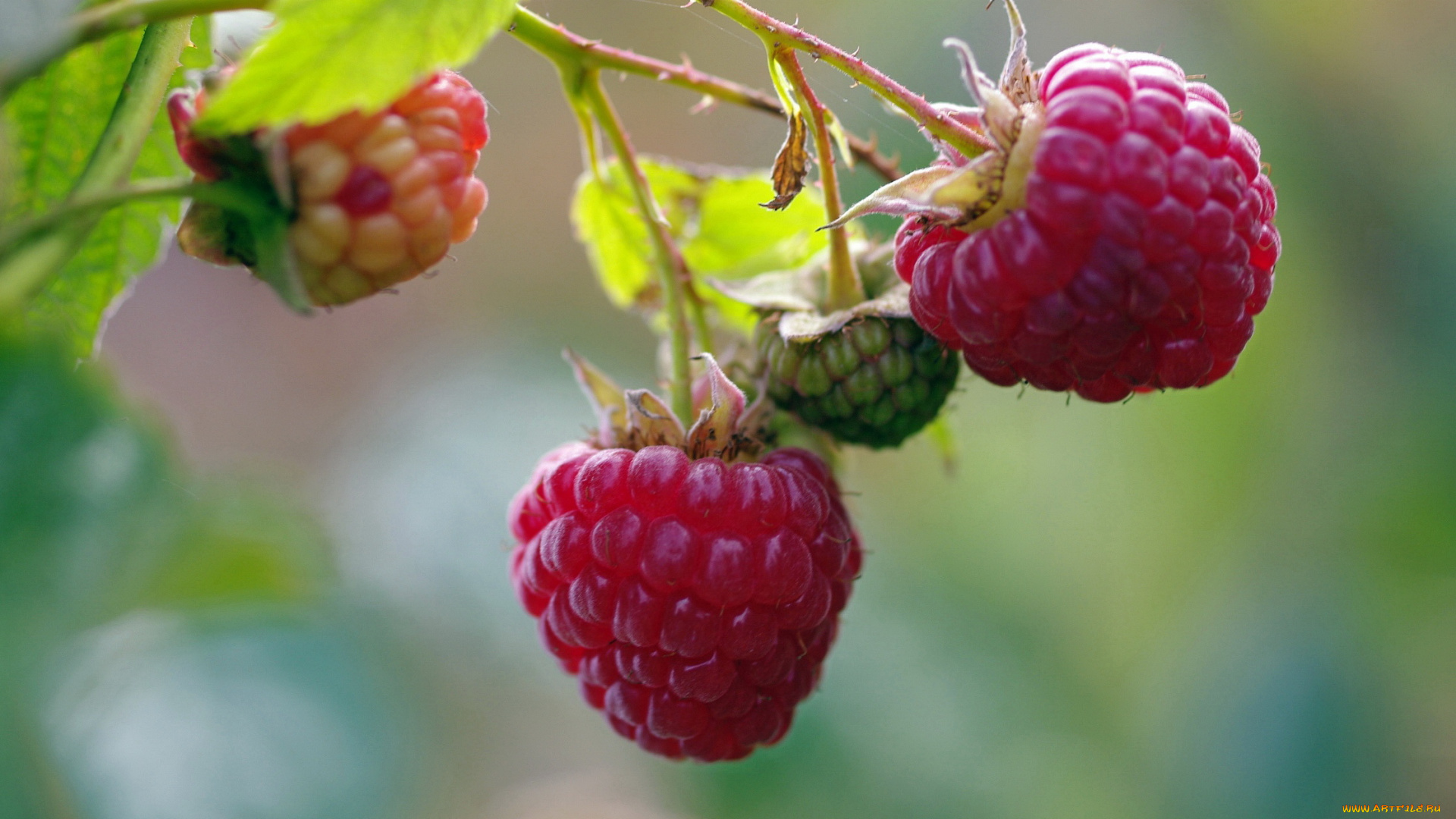 природа, Ягоды, дача, десерт, красота, лакомство, малина, осень, позитив, сентябрь, сладко, урожай, услада, ягоды