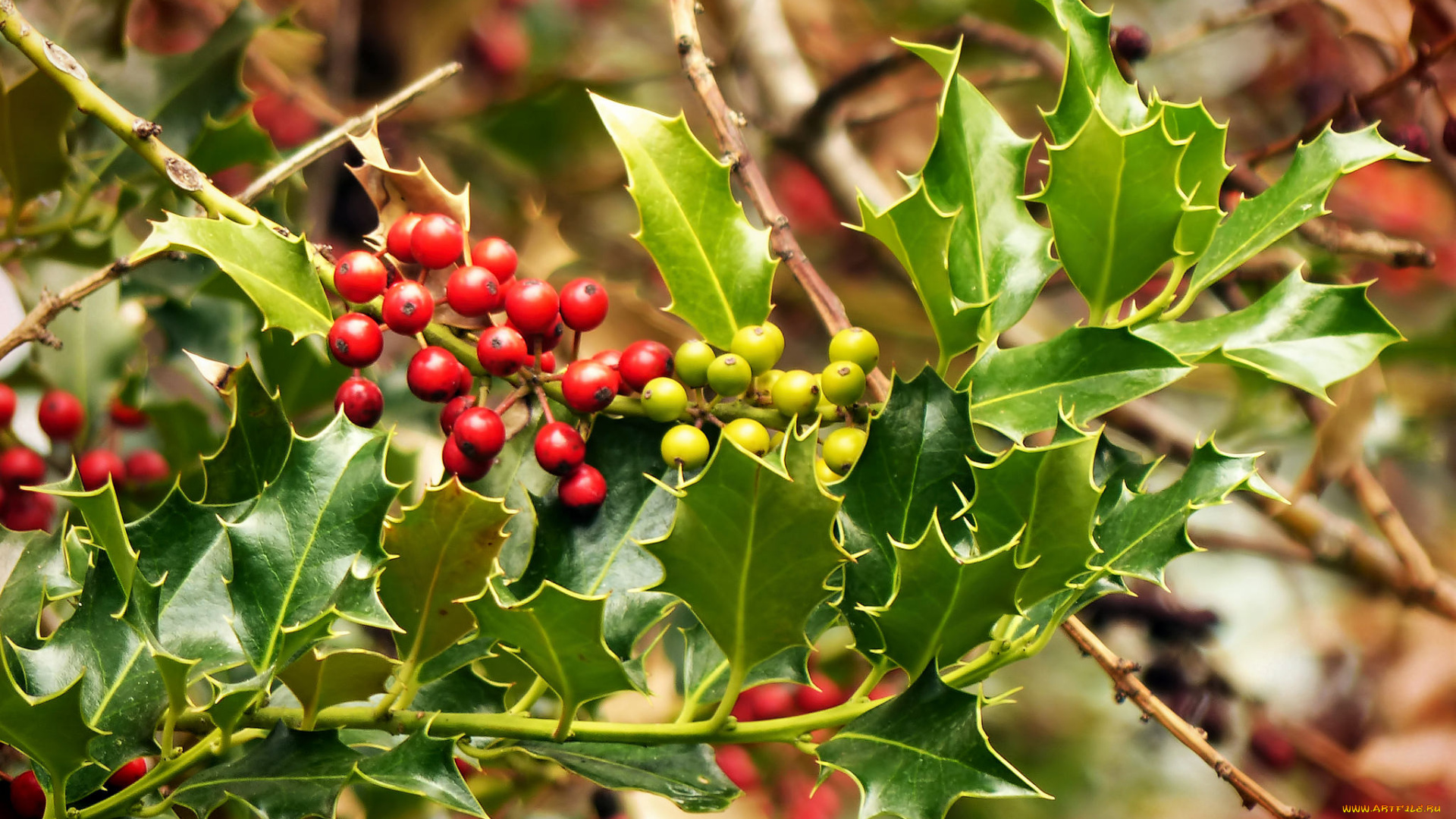 природа, Ягоды, простор