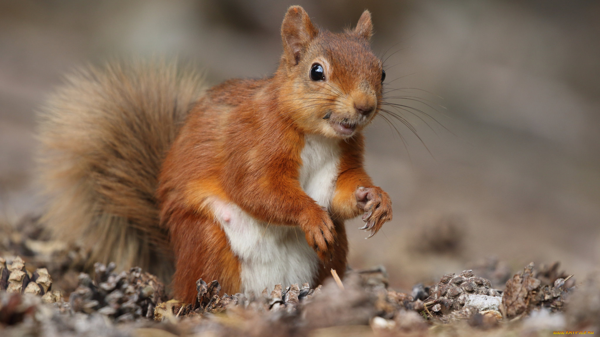 животные, белки, белка, ушка, лапки, хвостик, милашка