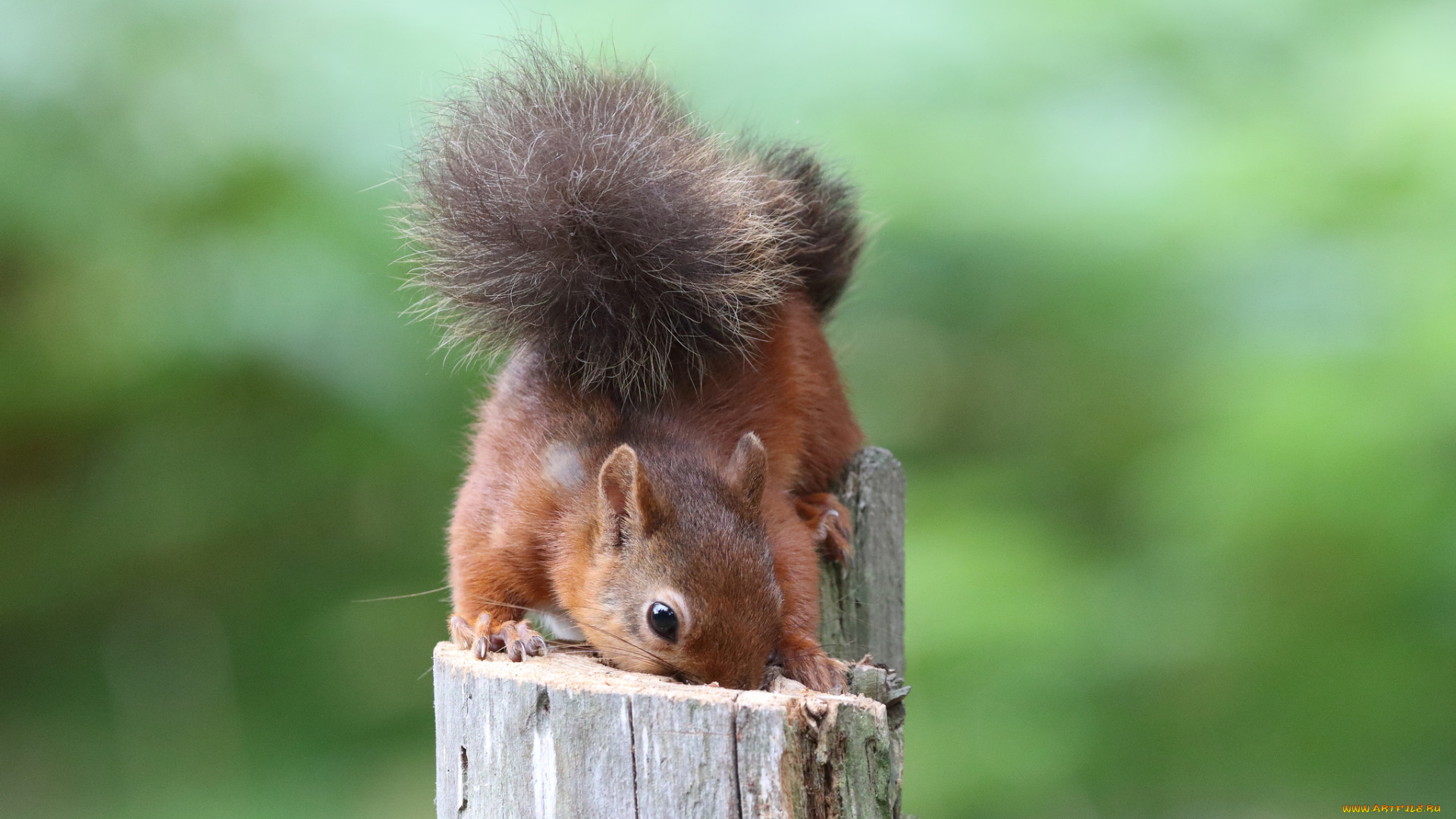 животные, белки, белка, ушка, лапки, хвостик, милашка