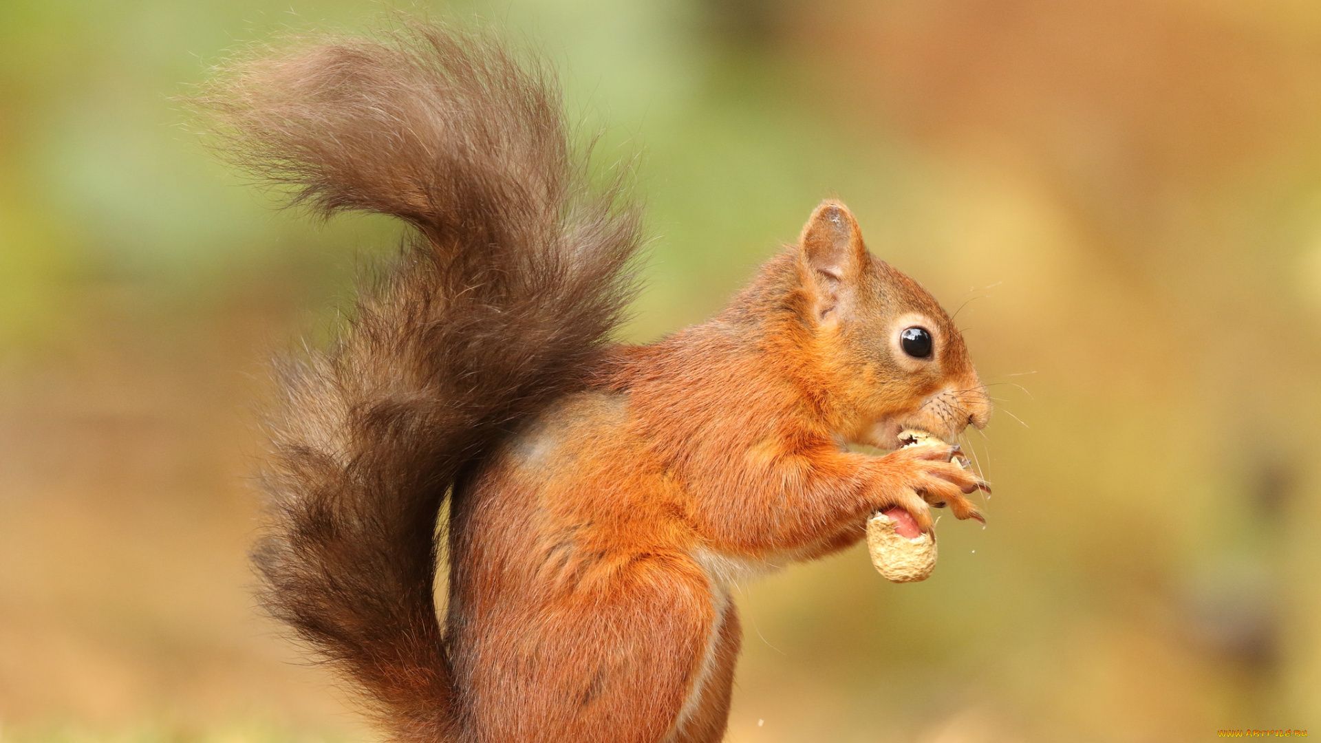 животные, белки, белка, ушка, лапки, хвостик, милашка