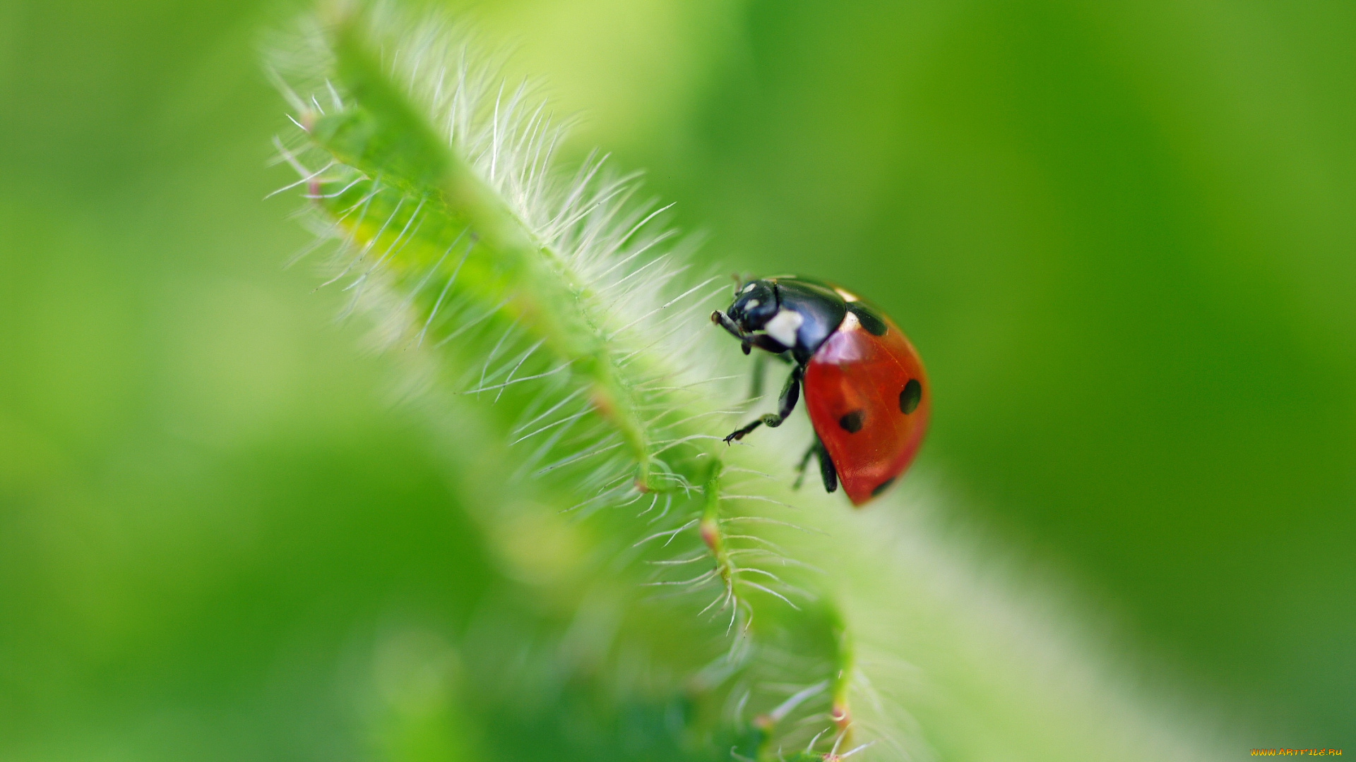 животные, божьи, коровки, божья, коровка, горошек, дача, жуки, июль, красота, лепестки, лето, макро, насекомые, природа, растения, флора