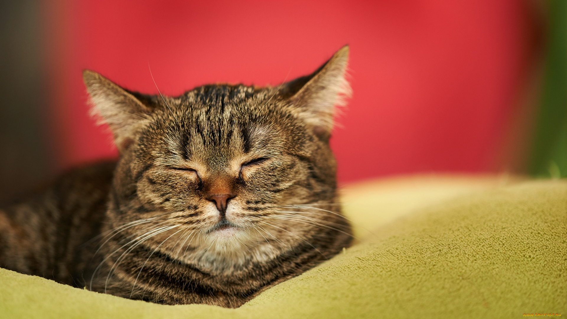 животные, коты, отдых