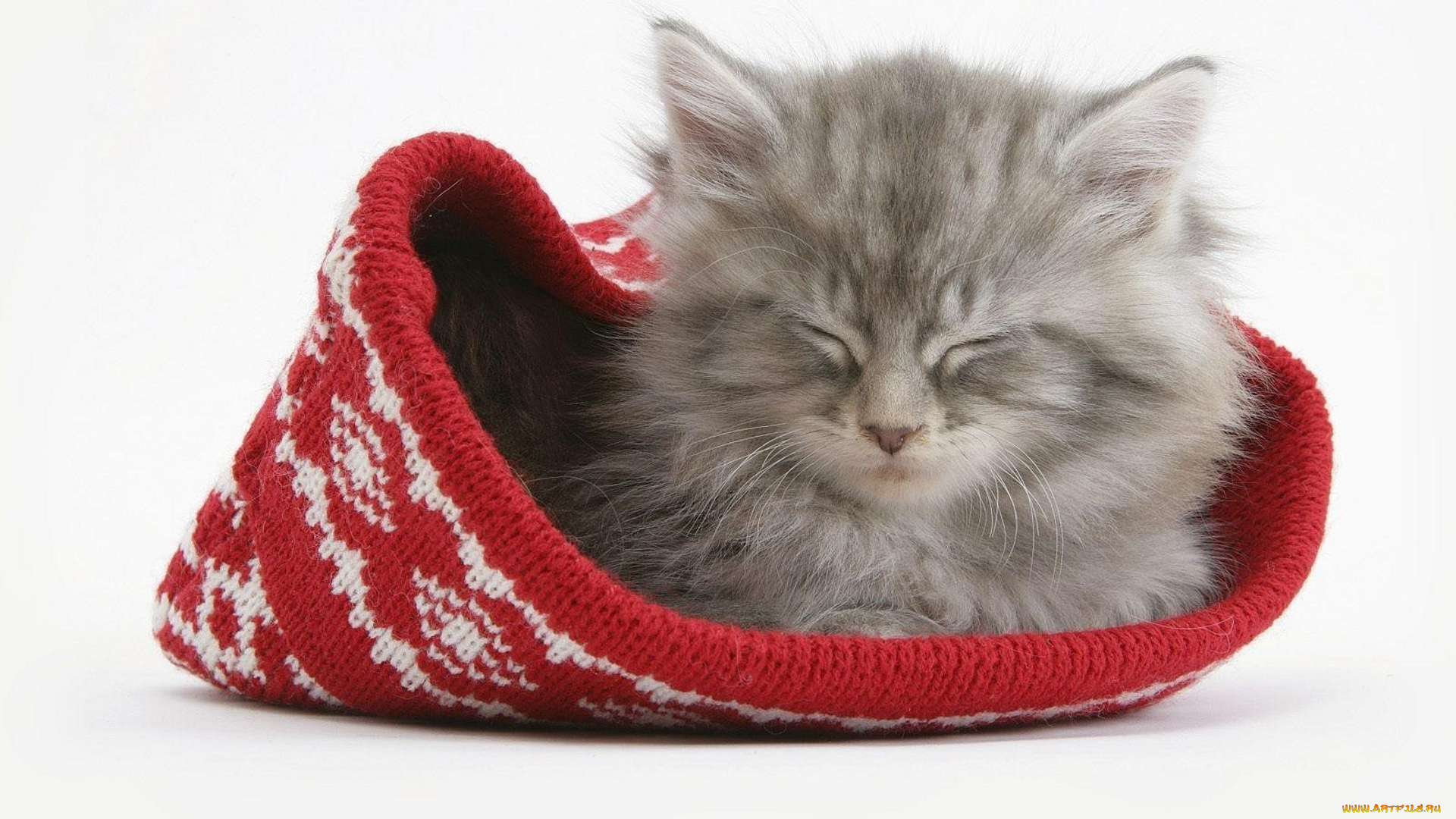 животные, коты, шапка, серый, котенок