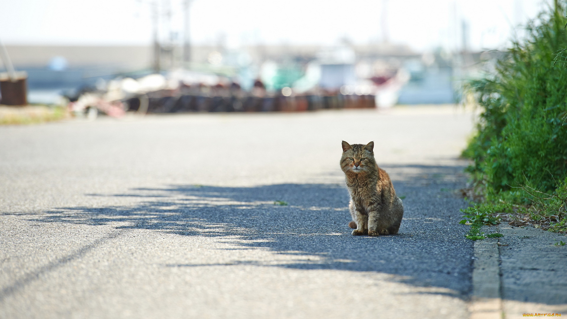животные, коты, взгляд, дорога