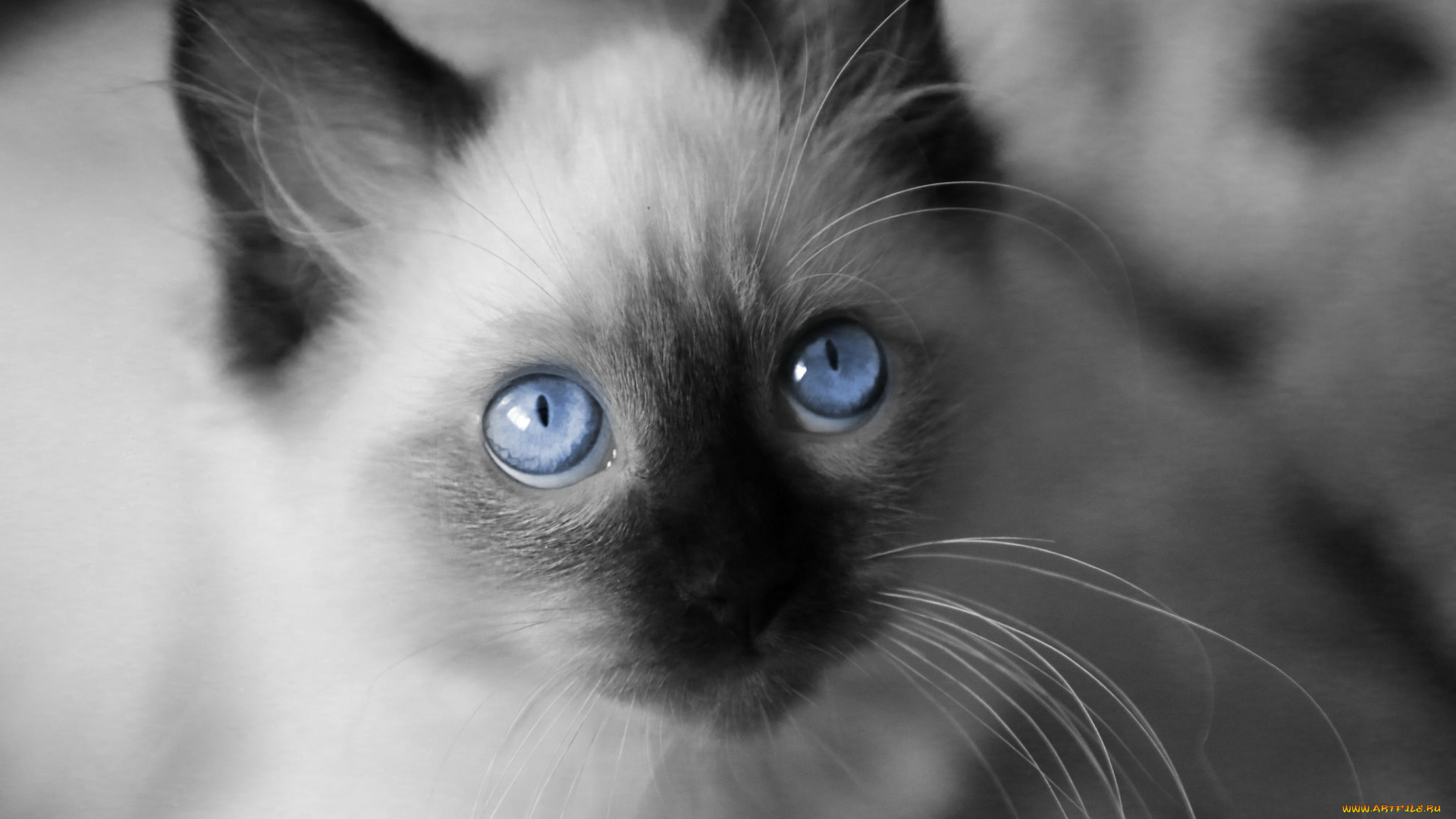 животные, коты, взгляд, морда