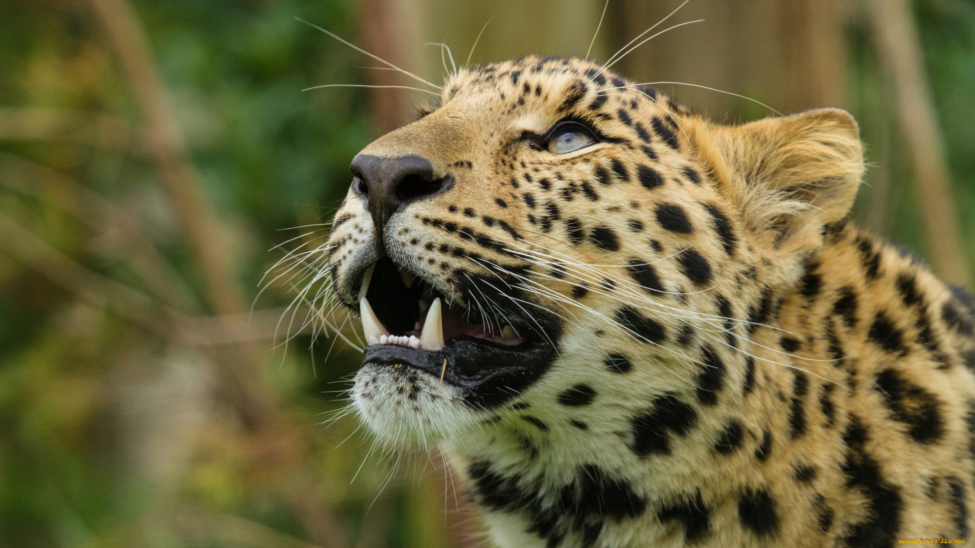 животные, леопарды, морда