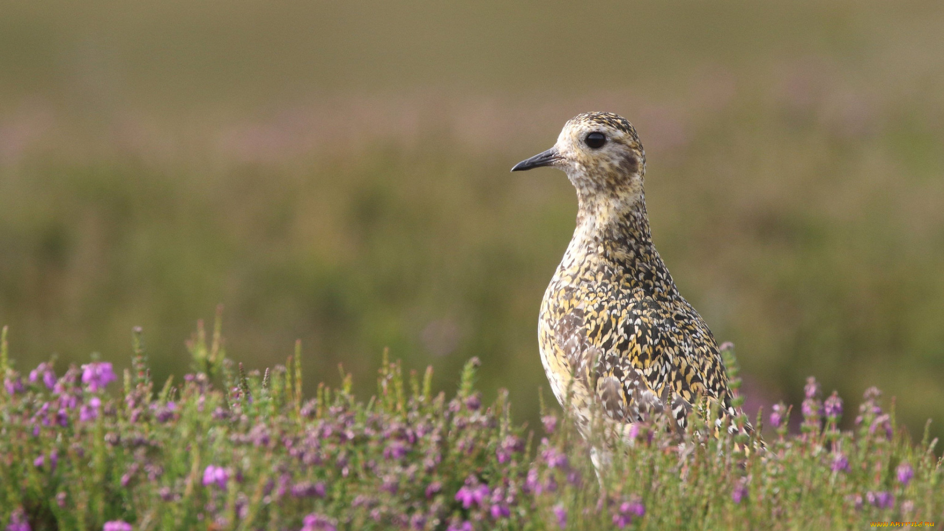 животные, птицы, птица, природа, поле, цветы