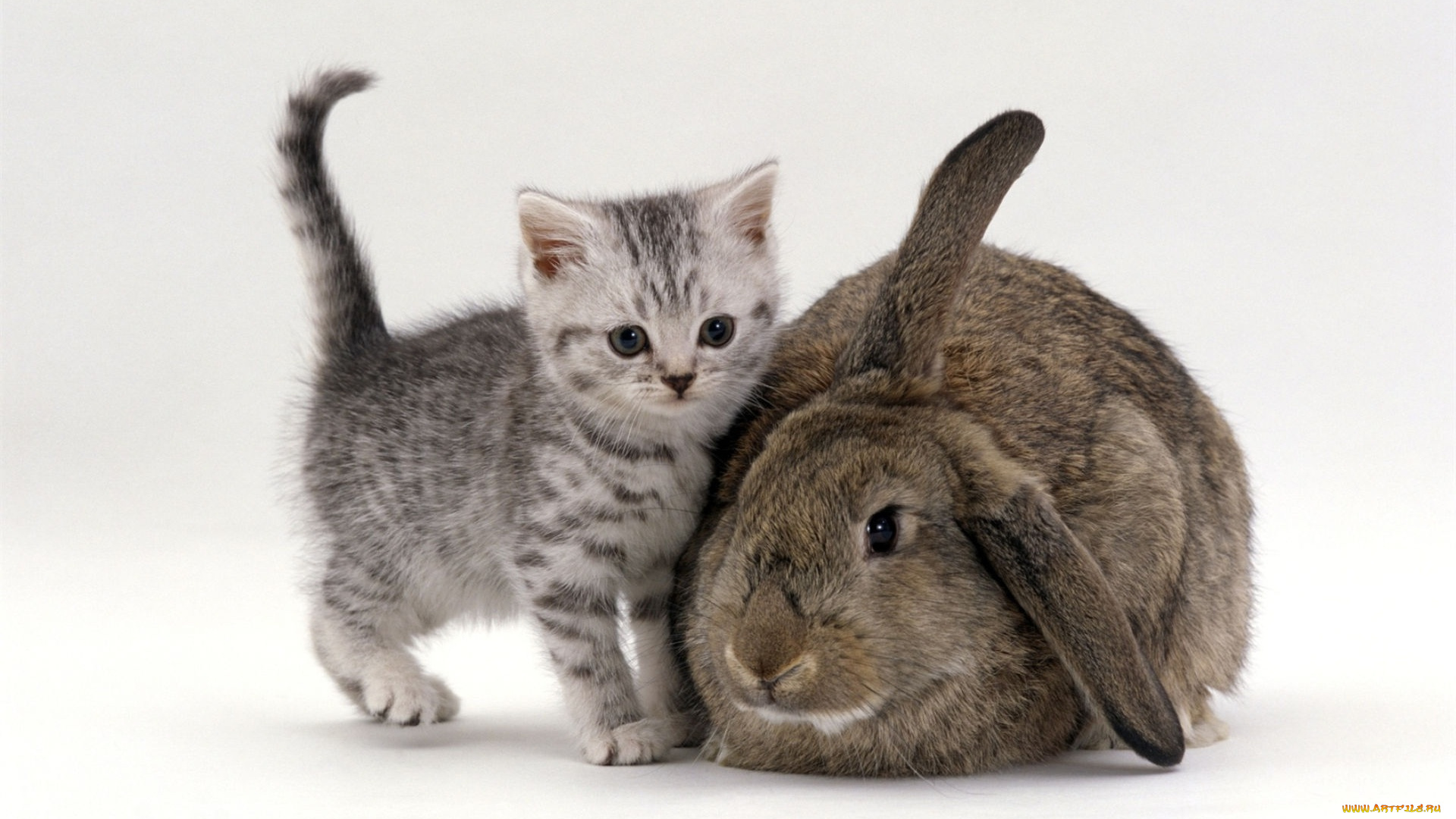 животные, разные, вместе, серый, кролик, котенок
