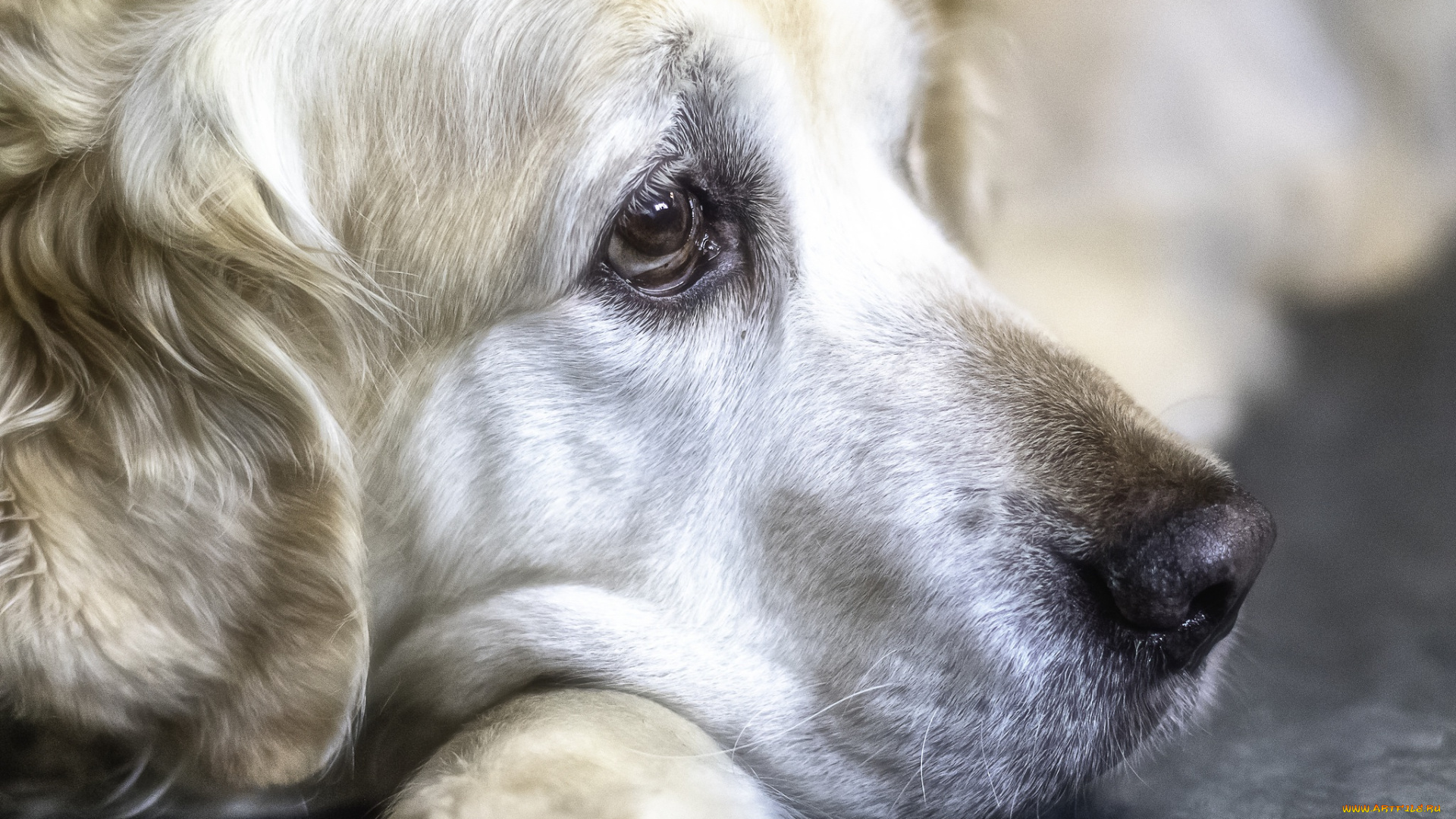 животные, собаки, морда, порода, пёс