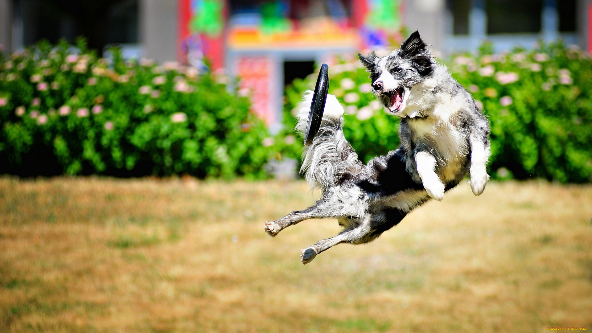 животные, собаки, прыжок