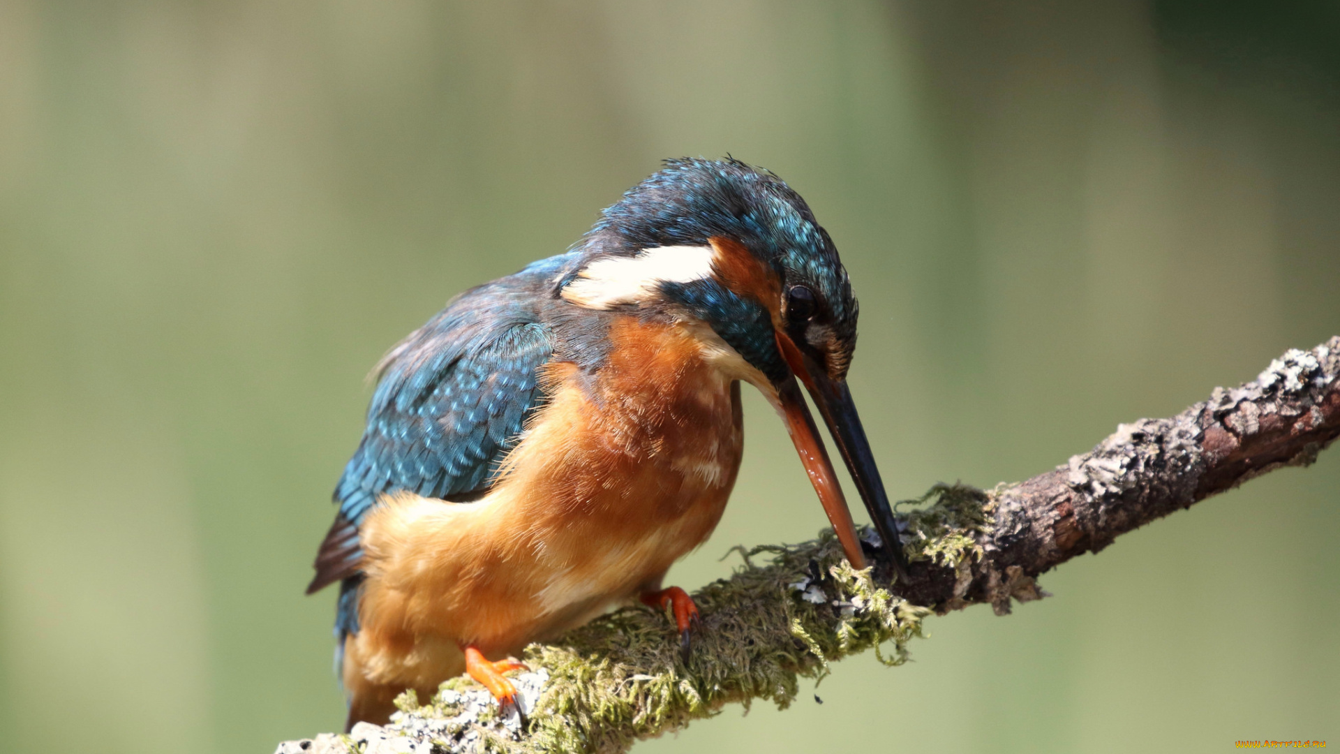 животные, зимородки, зимородоки, птица, ветка, природа