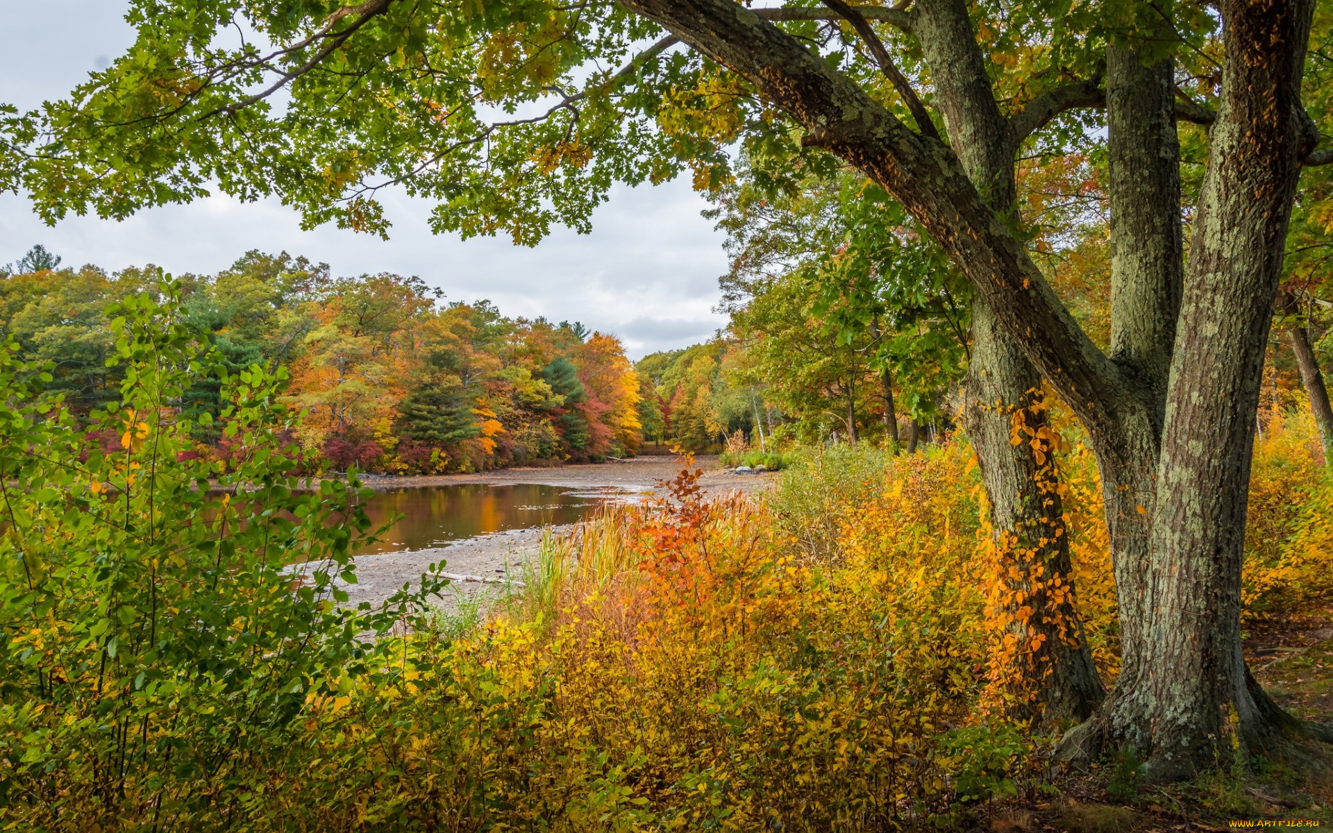 природа, реки, озера, осень, деревья