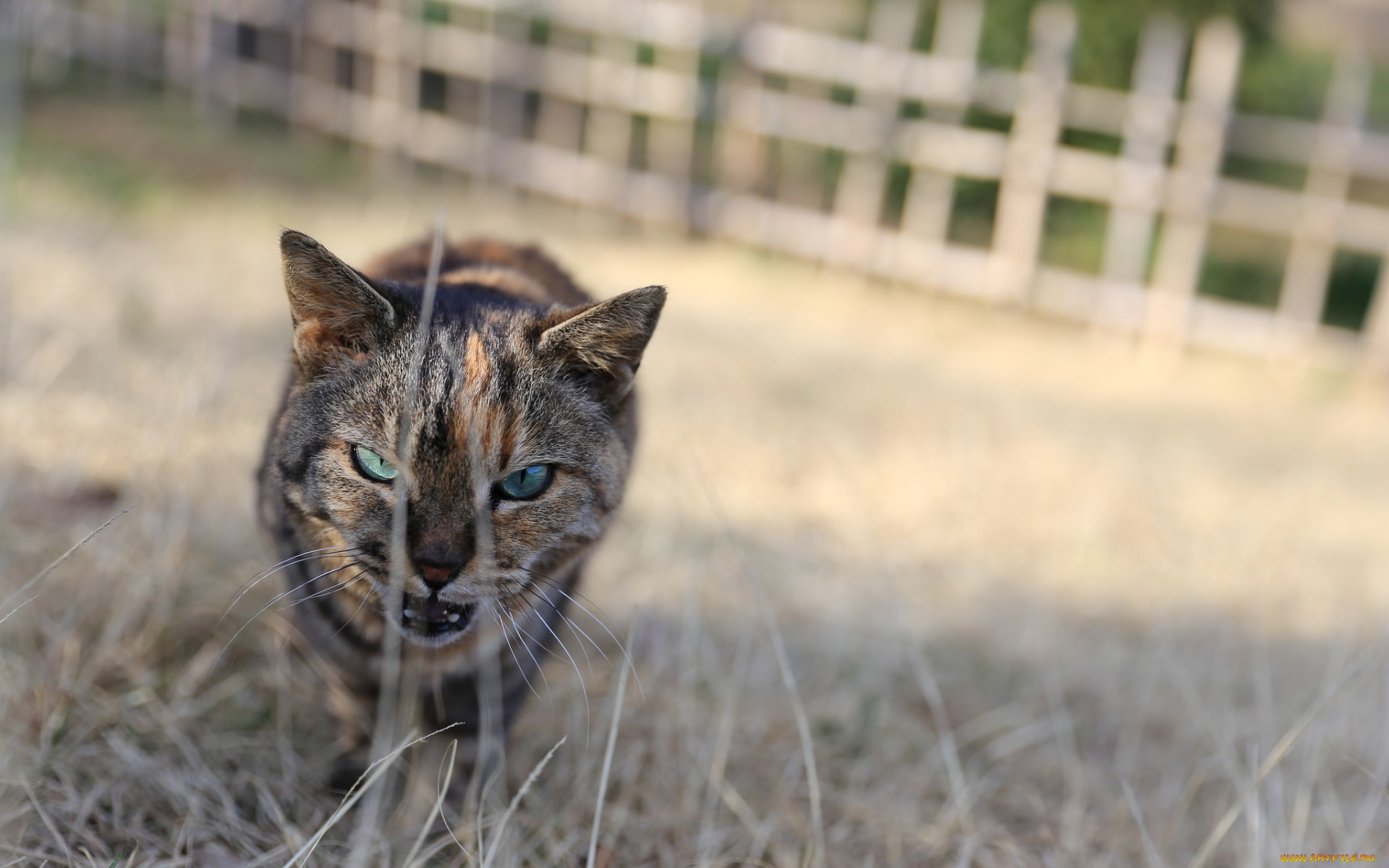 животные, коты, взгляд