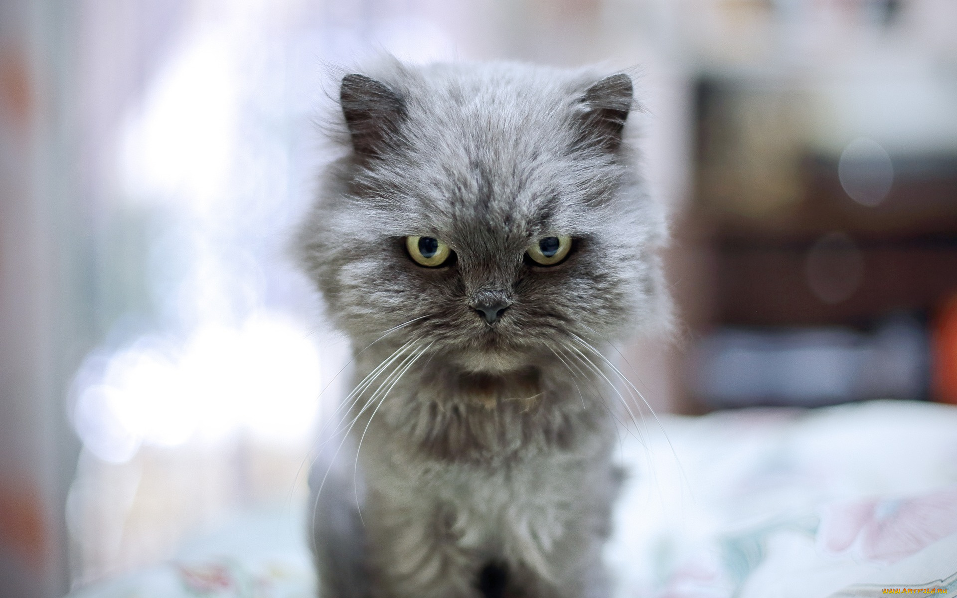 животные, коты, взгляд