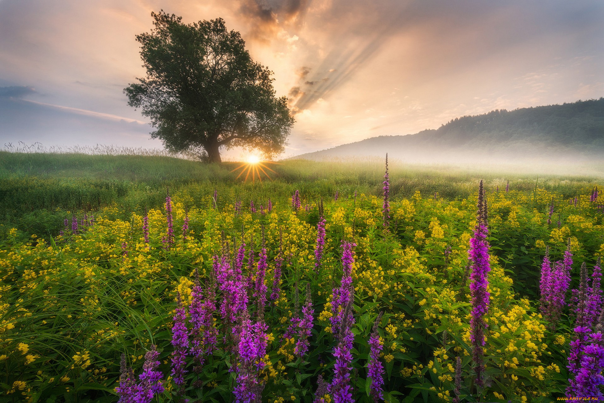природа, луга, простор