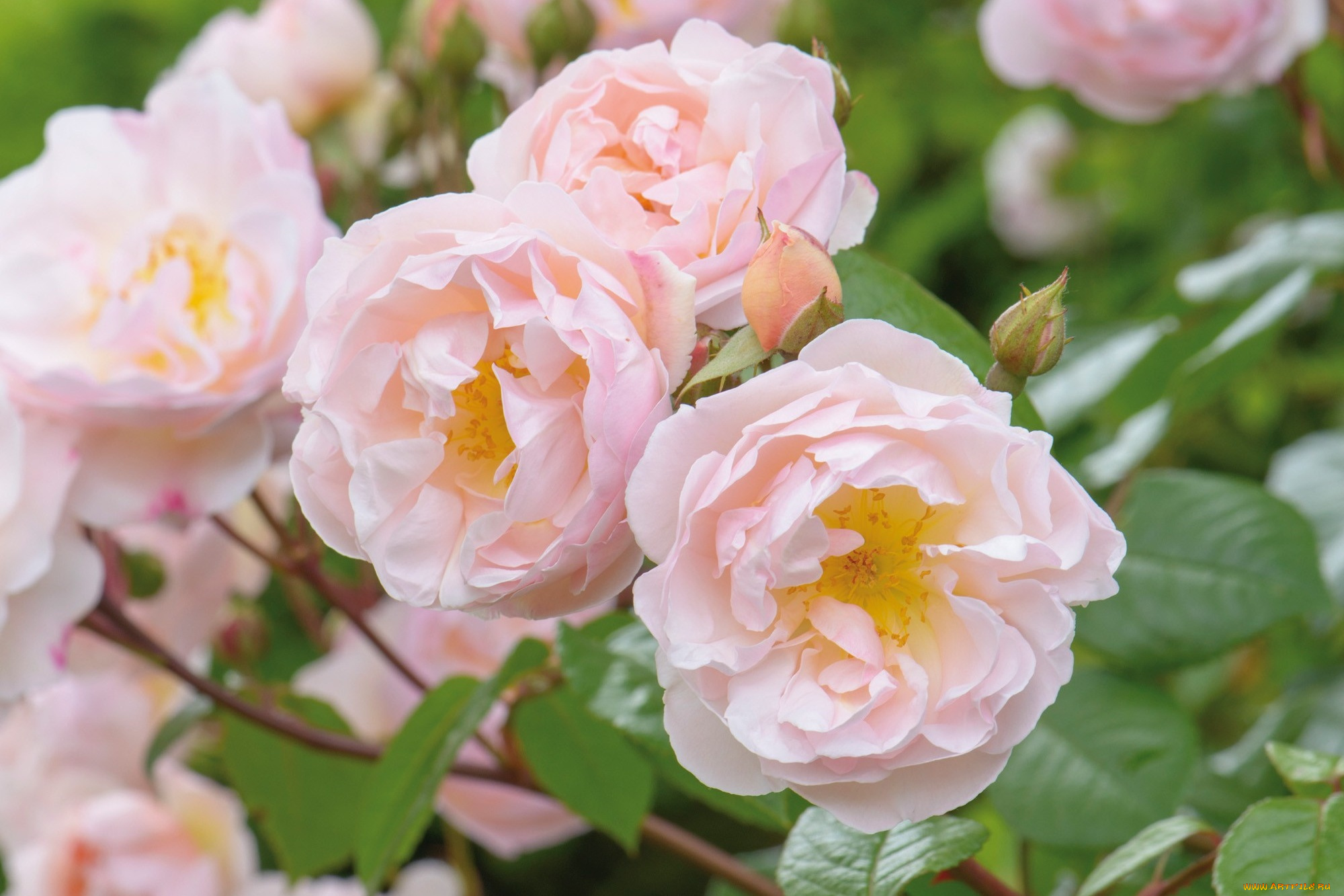 цветы, розы, красота, бутоны