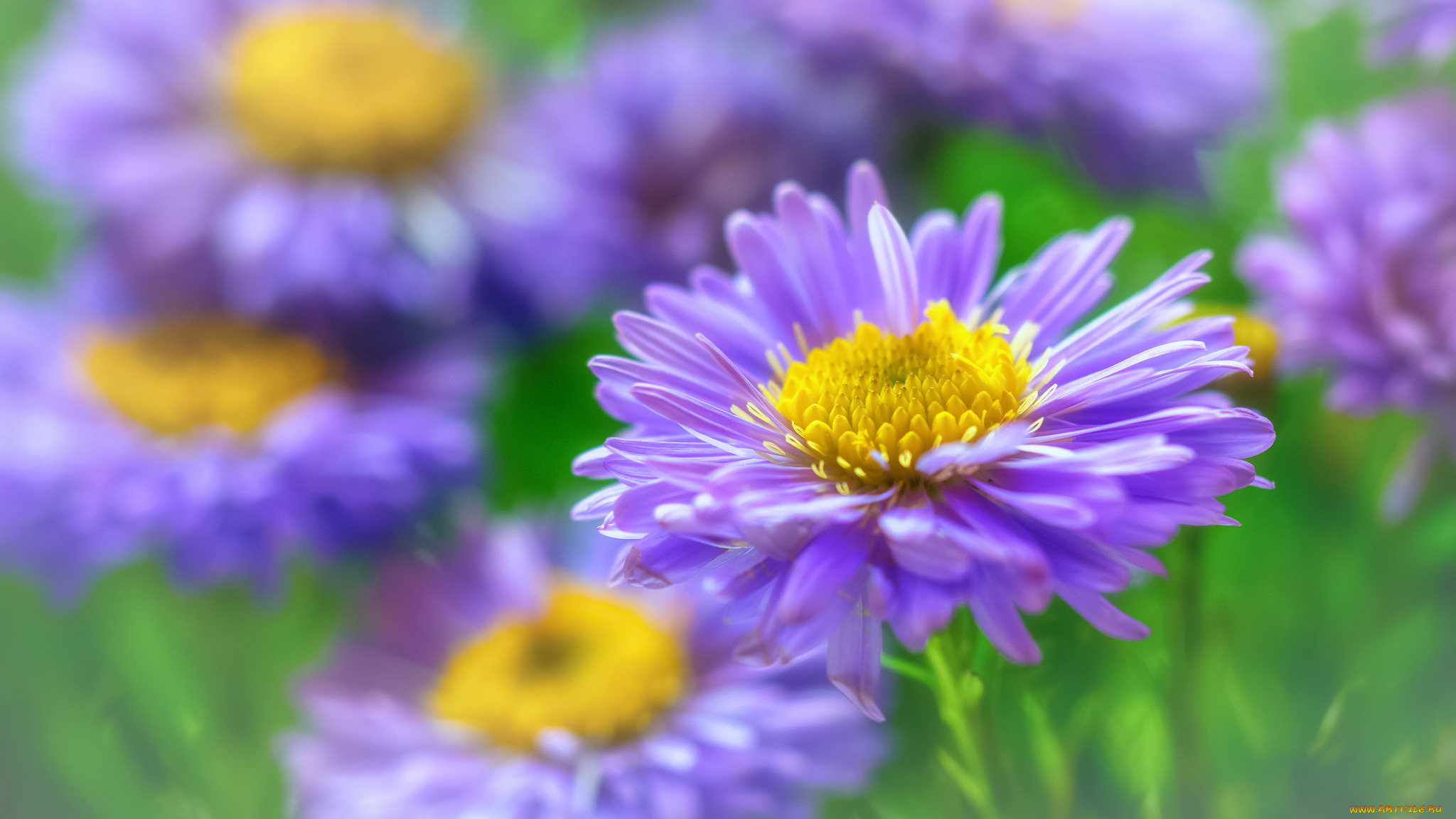 цветы, астры, флора, макро, красота, октябрь, многолетники, розовый, цвет, астра, кустовая, растения, природа, осень, дача