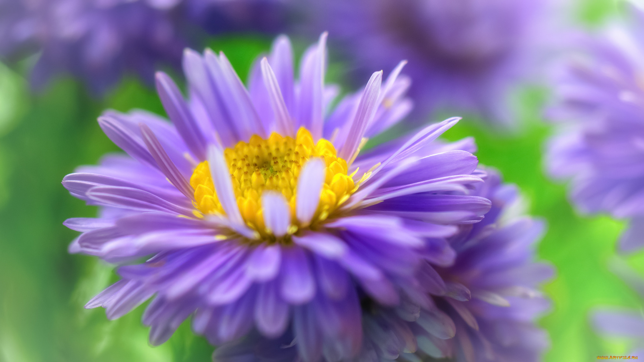 цветы, астры, природа, осень, октябрь, розовый, цвет, астра, кустовая, многолетники, макро, красота, дача, растения, флора