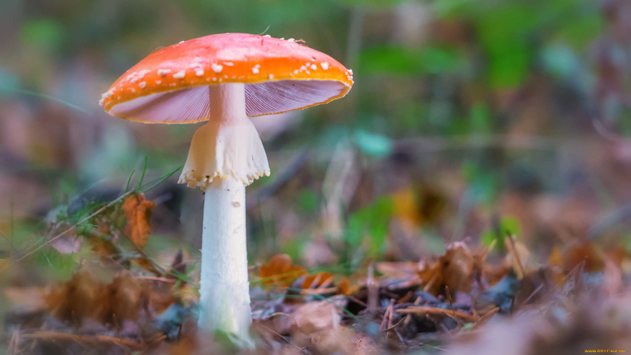 природа, грибы, , мухомор, гриб, листья, лес