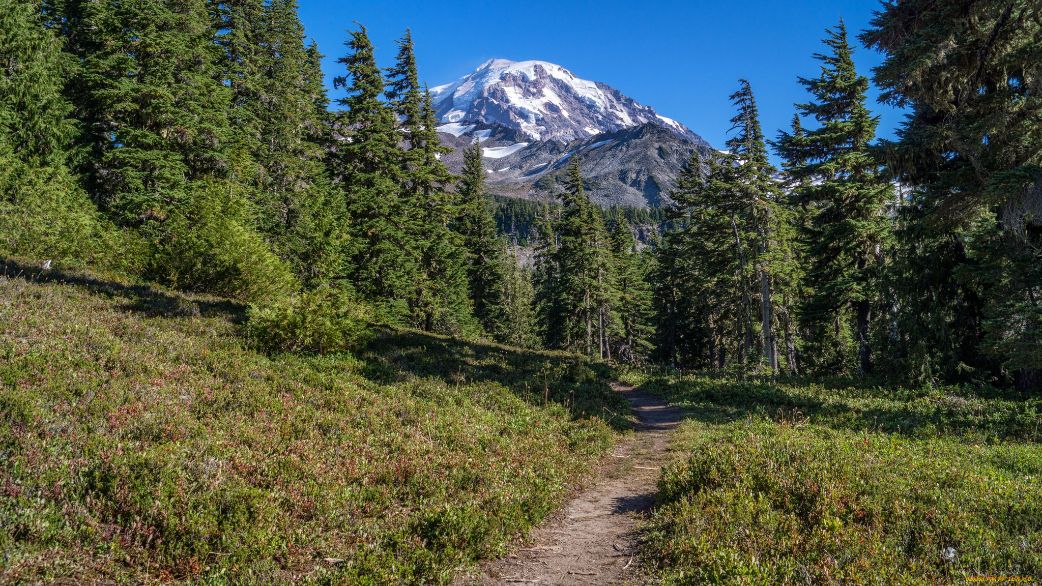 природа, лес, простор