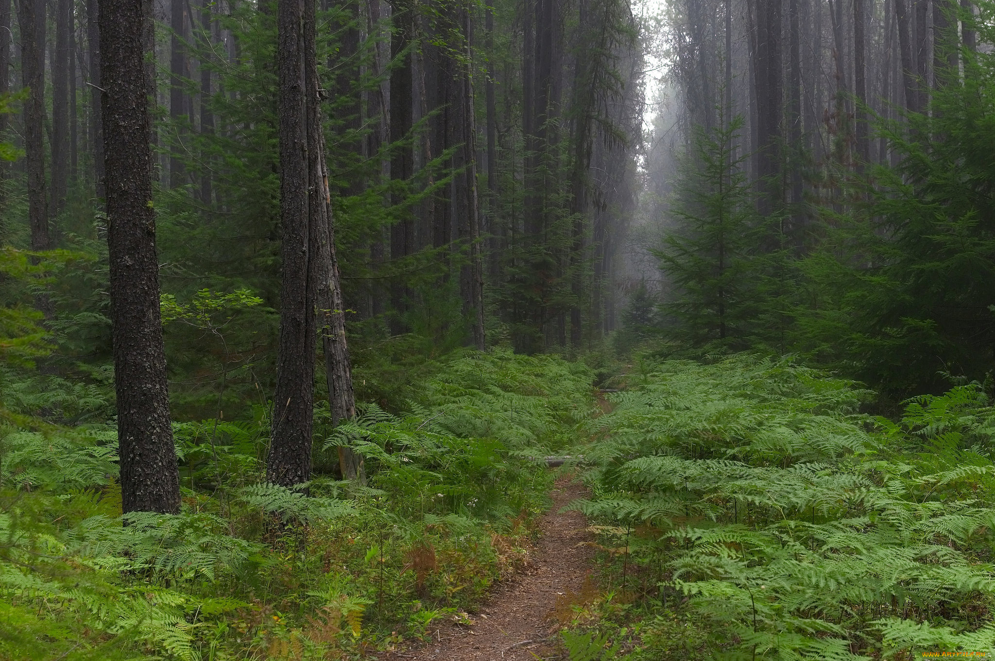 природа, лес, простор