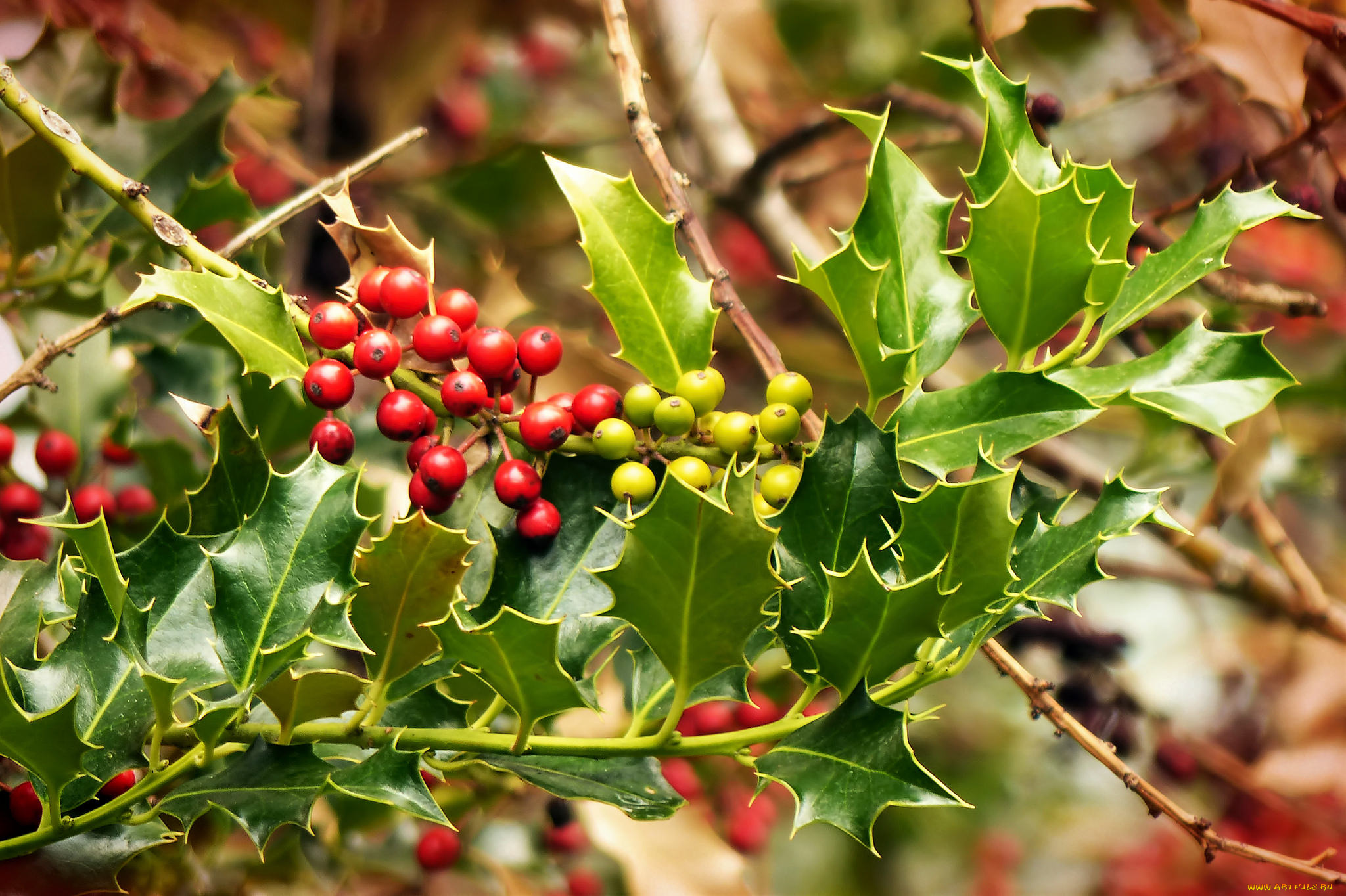 природа, Ягоды, простор