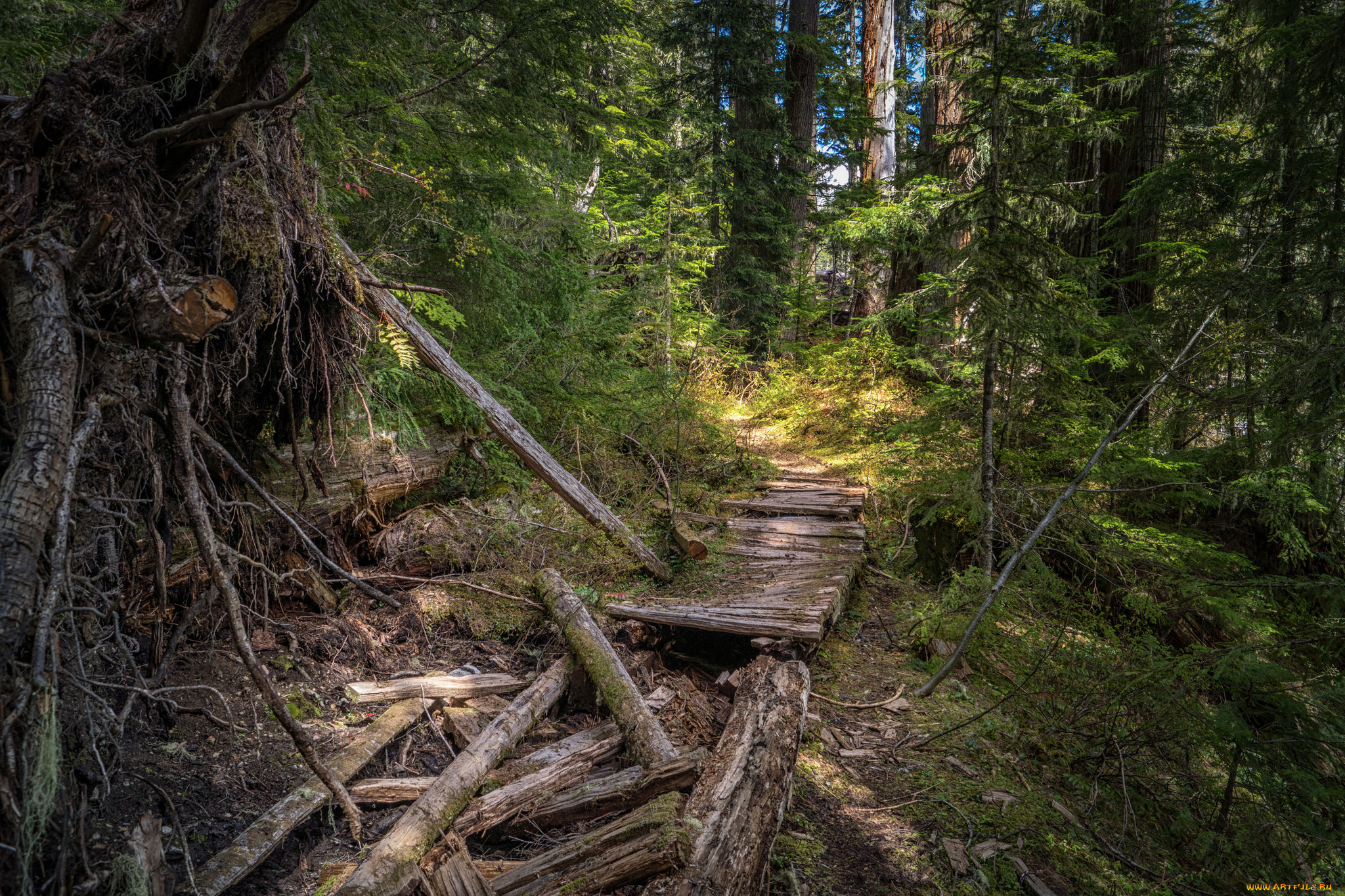 природа, лес, простор