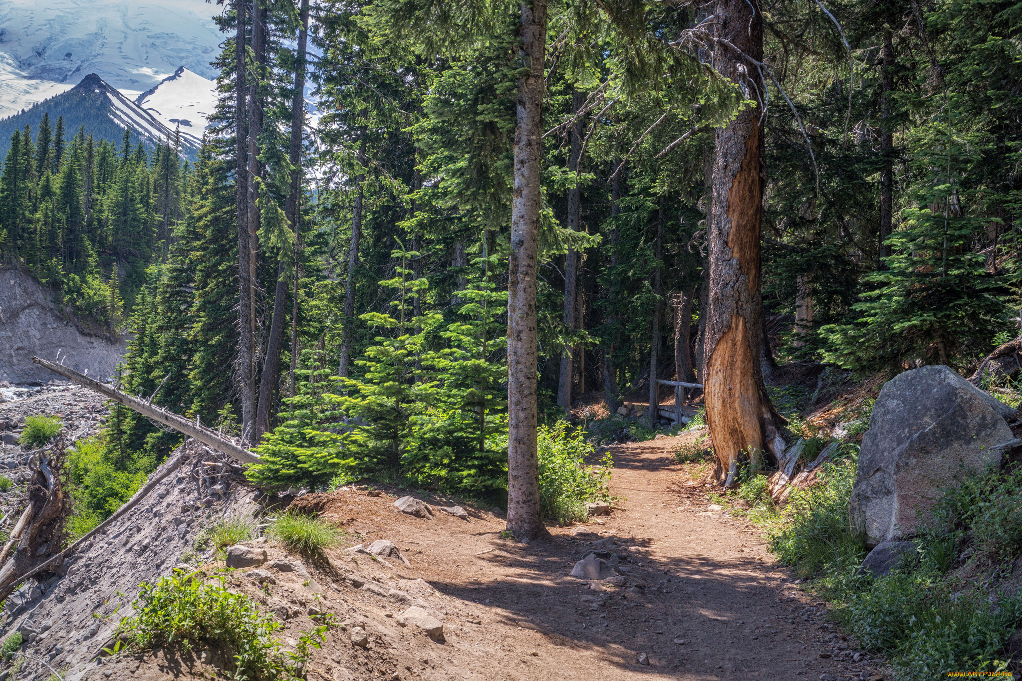 природа, лес, простор