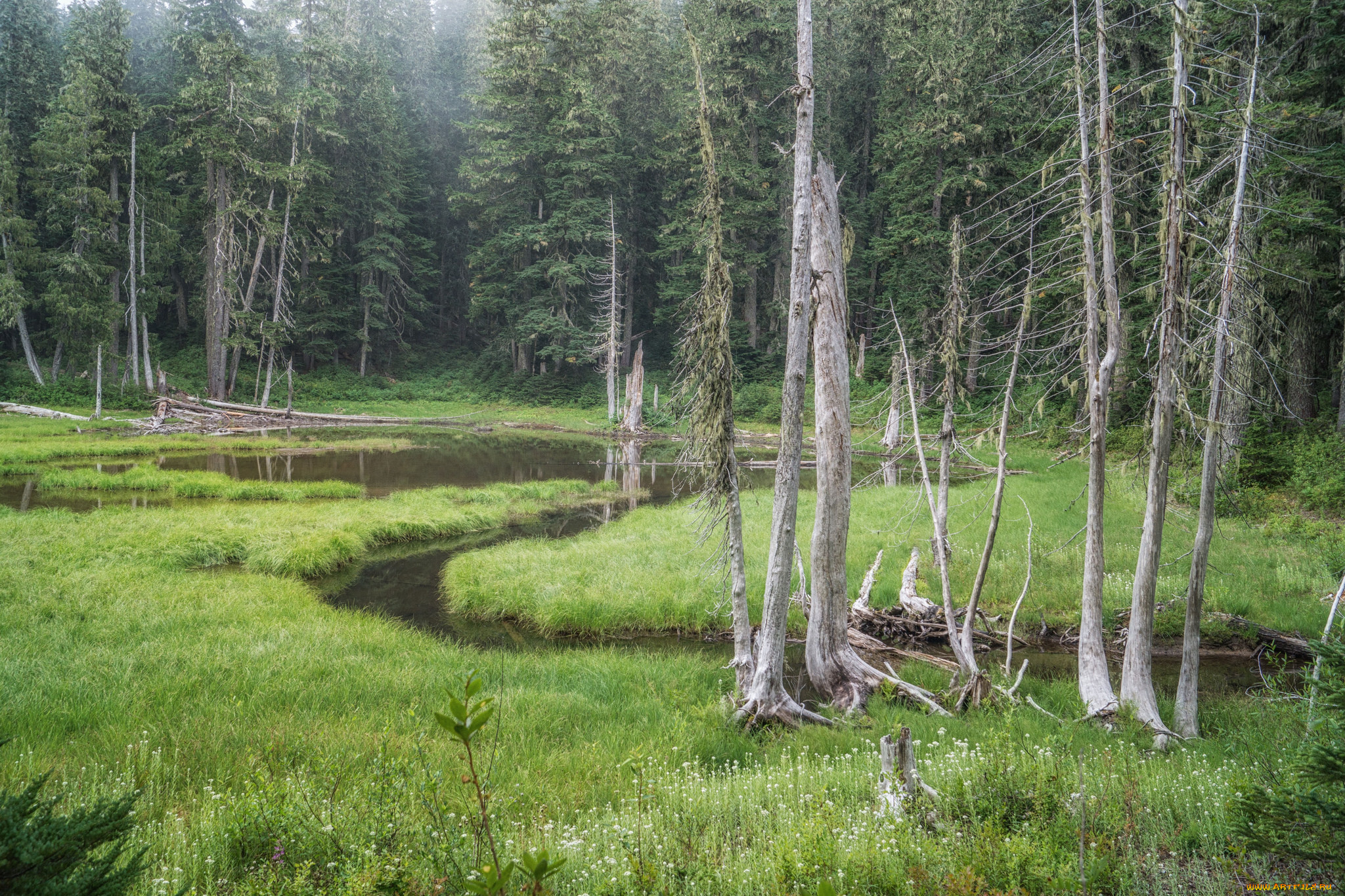 природа, лес, простор