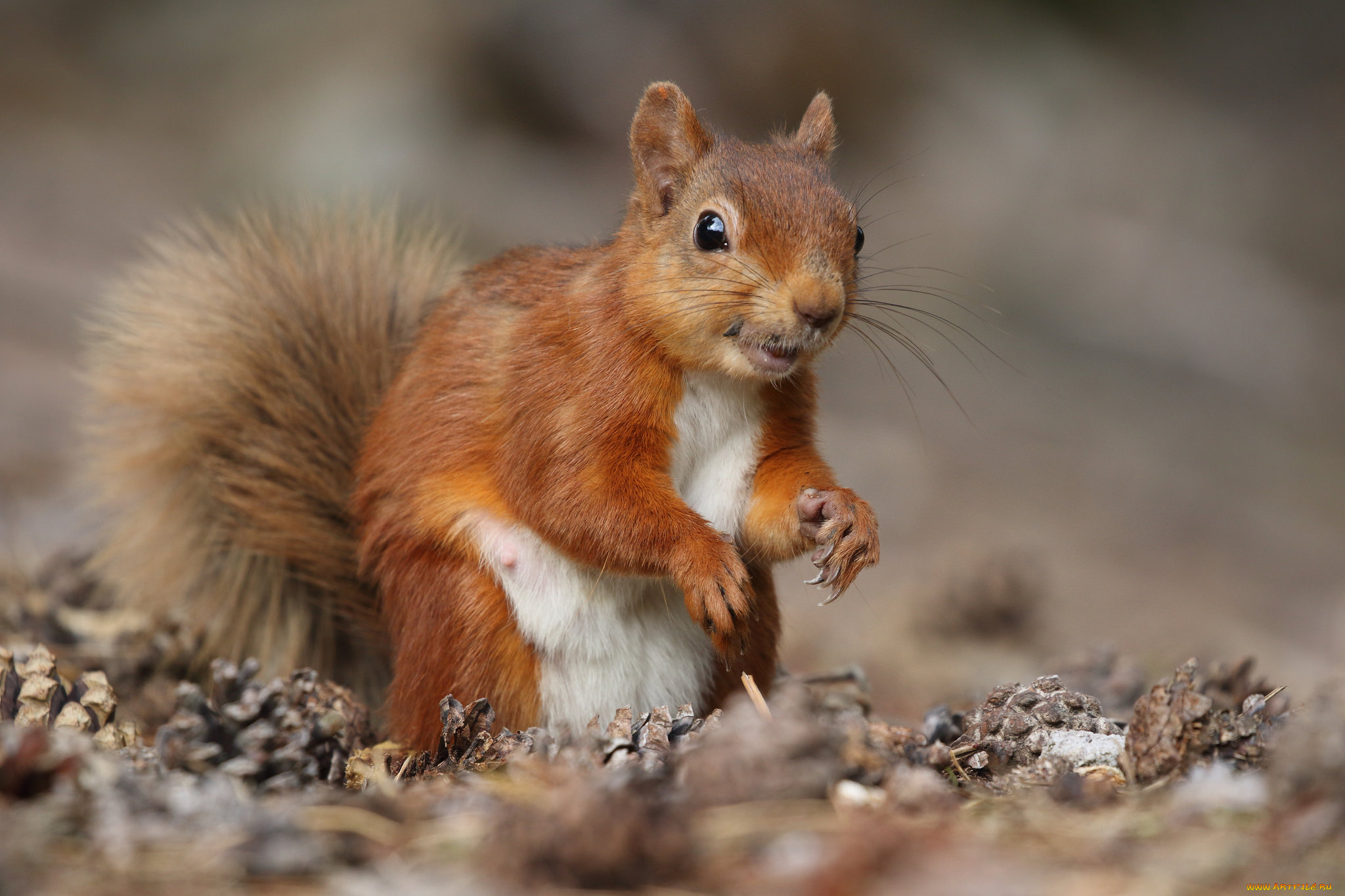 животные, белки, белка, ушка, лапки, хвостик, милашка