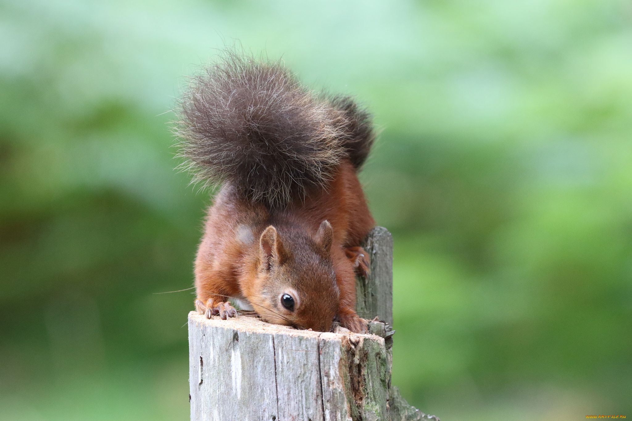 животные, белки, белка, ушка, лапки, хвостик, милашка