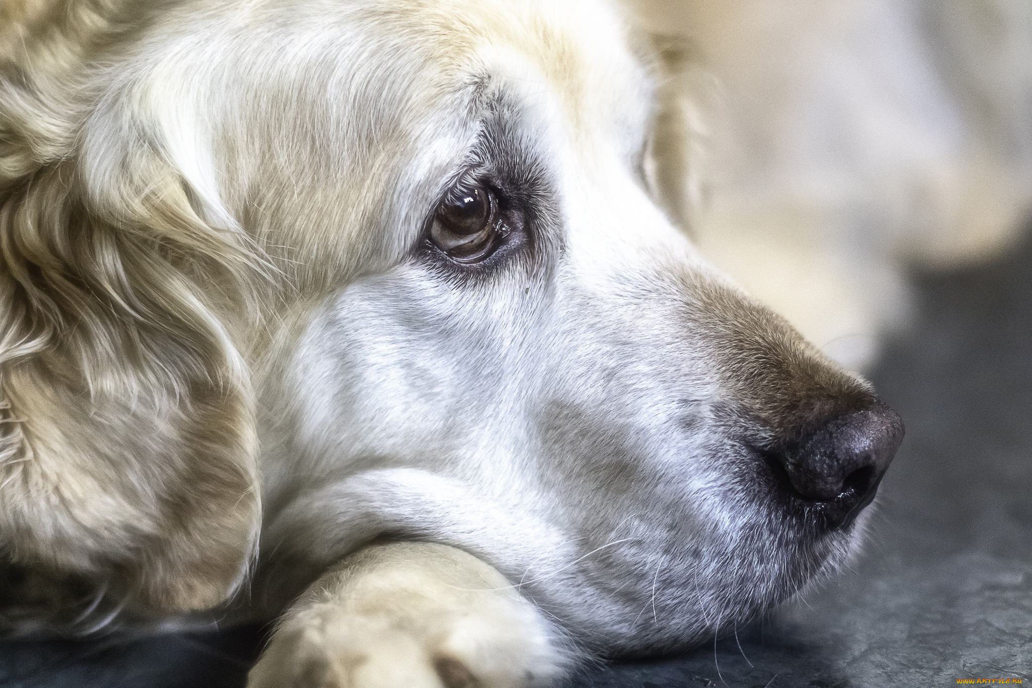 животные, собаки, морда, порода, пёс