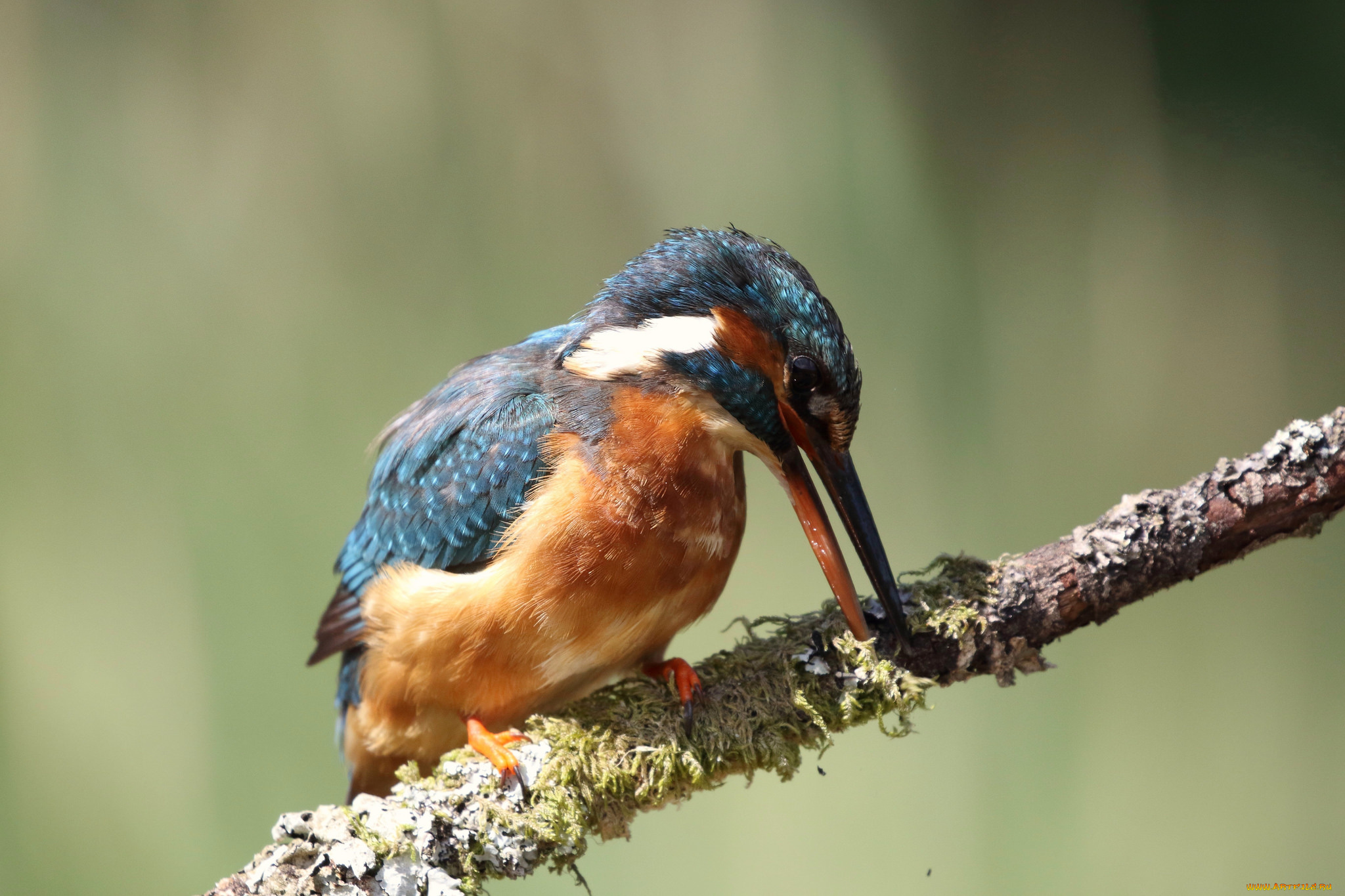 животные, зимородки, зимородоки, птица, ветка, природа