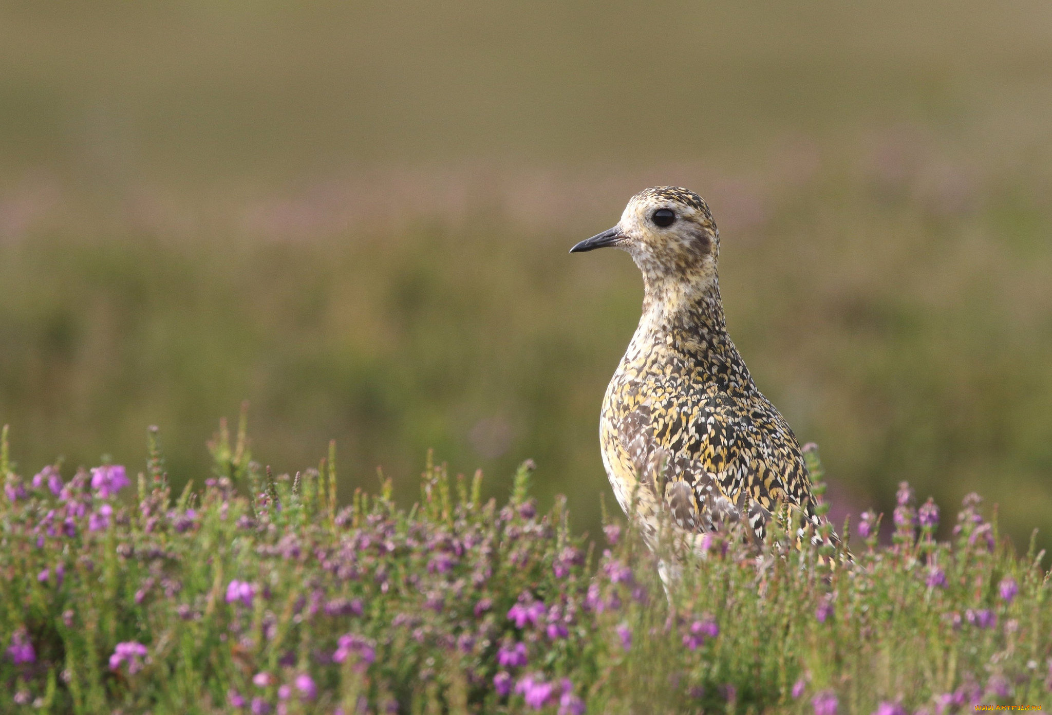 животные, птицы, птица, природа, поле, цветы