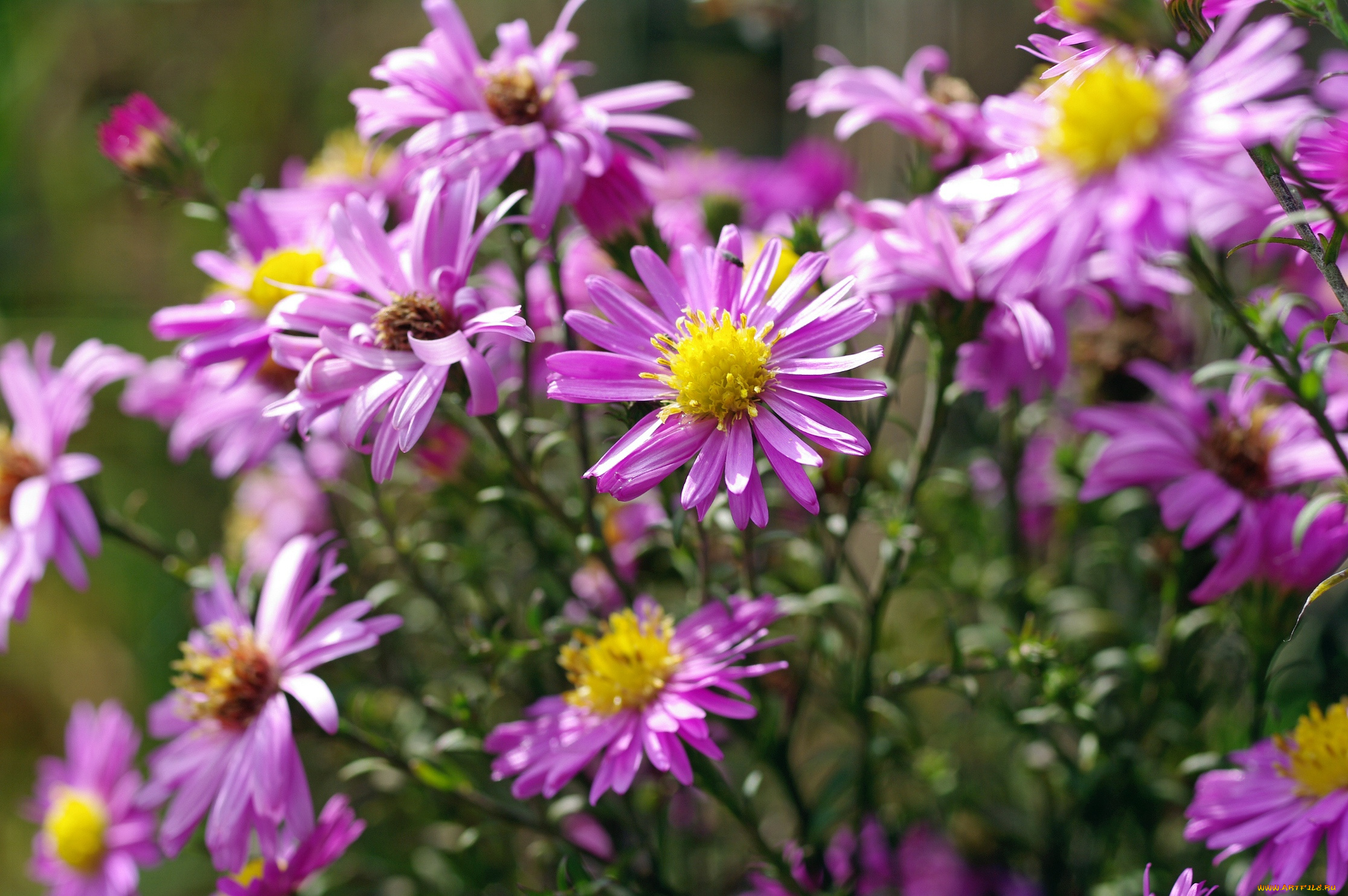 цветы, астры, астра, многолетняя, дача, октябрь, осень, природа, растения, сиреневый, цвет, флора