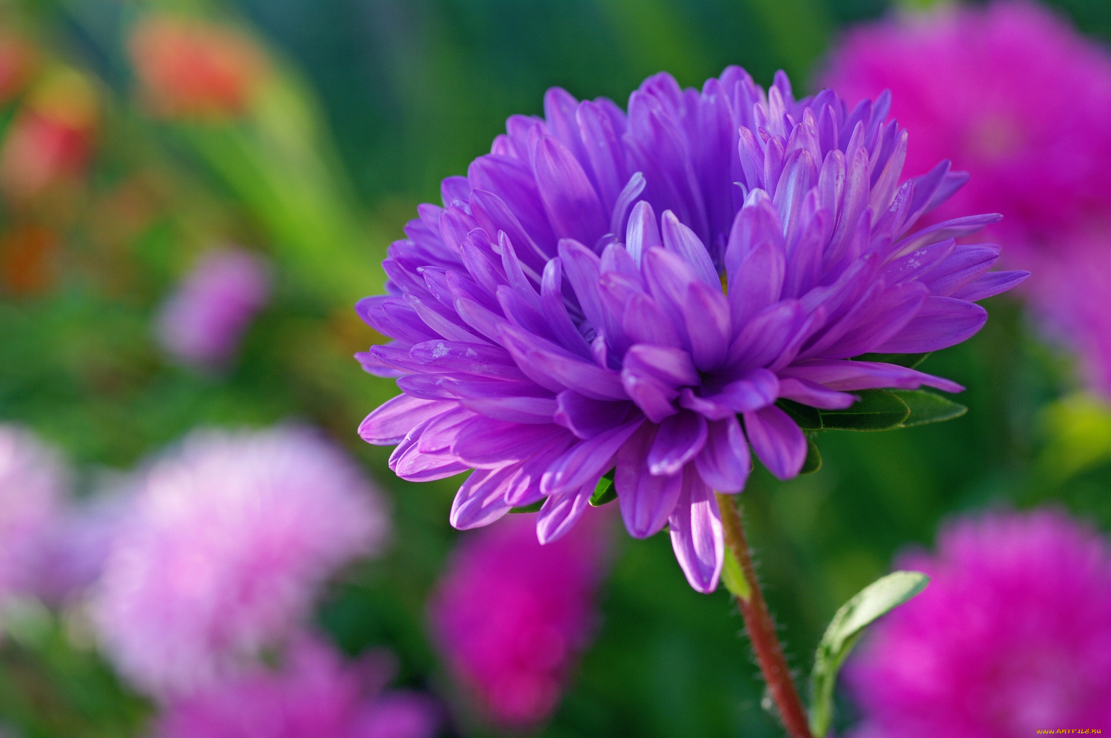 цветы, астры, дача, красота, однолетники, осень, природа, растения, сентябрь, сиреневый, цвет, флора