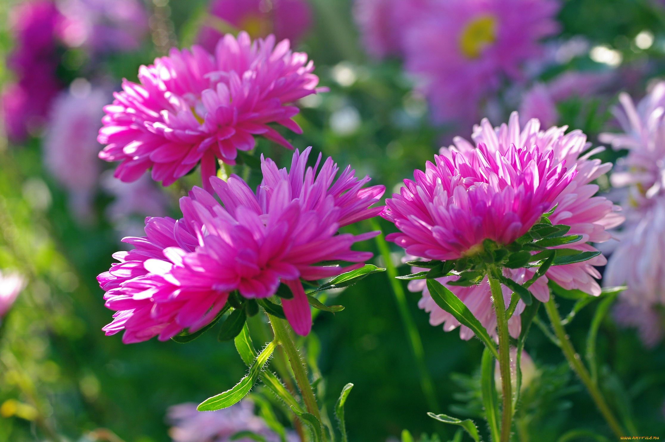 цветы, астры, дача, красота, однолетники, осень, природа, растения, розовый, цвет, флора