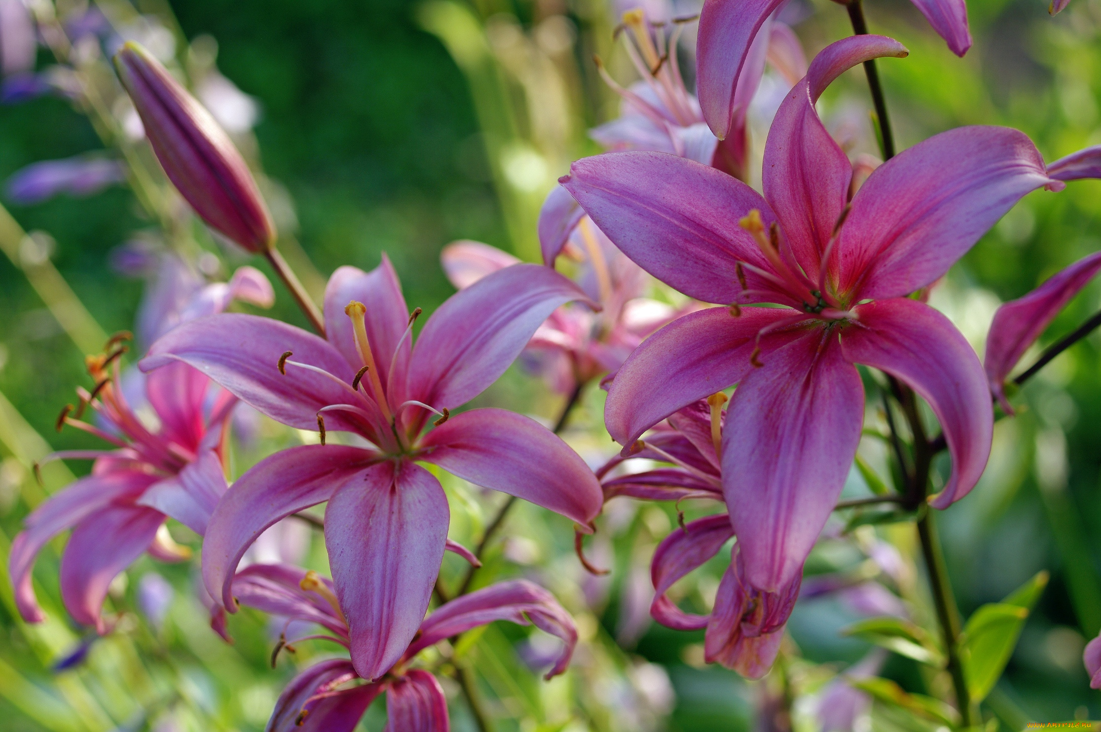 цветы, лилии, , лилейники, флора, растения, природа, тычинки, лето, красота, июль, пестики, дача, розовый, цвет, луковичные