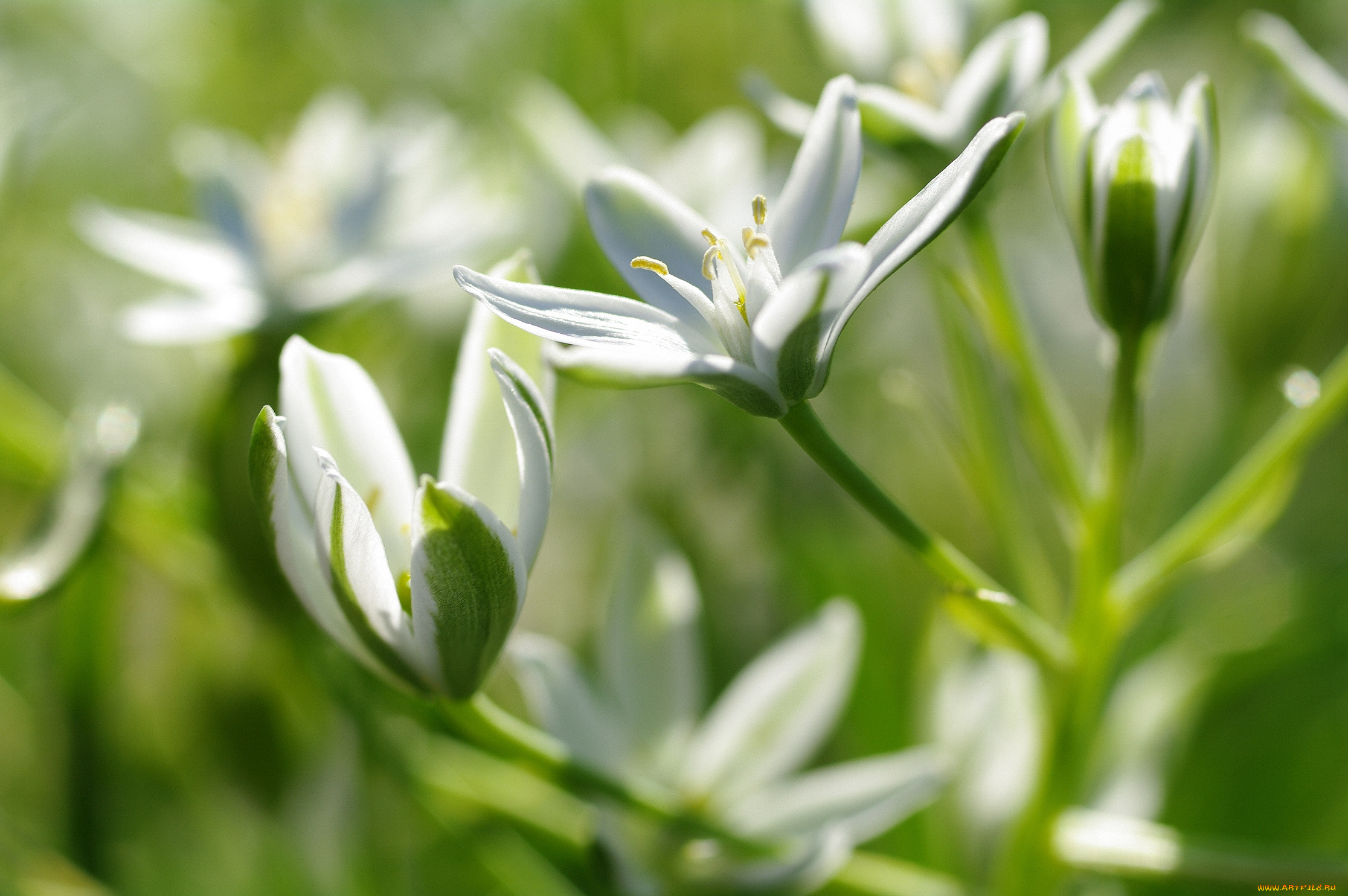 цветы, нежность, флора, тычинки, белый, цвет, луковичные, красота, дача, весна, белоснежность, лилейные, многолетники, макро, растения, птицемлечник, пробуждение, пестики, природа, май