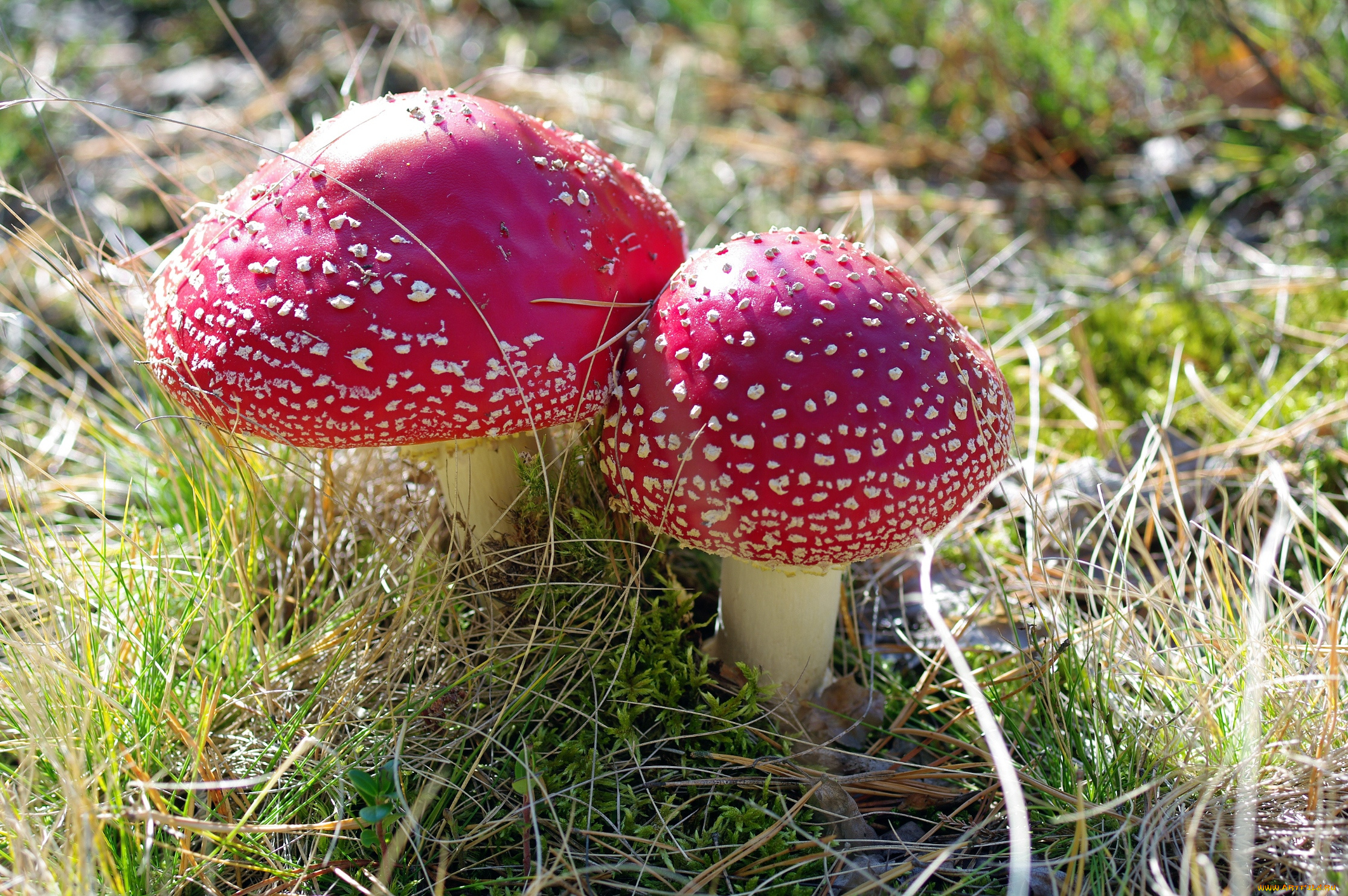 природа, грибы, , мухомор, лес, макро, мухомор, мухоморы, несъедобные, осень, пара, прогулка, растения, сентябрь