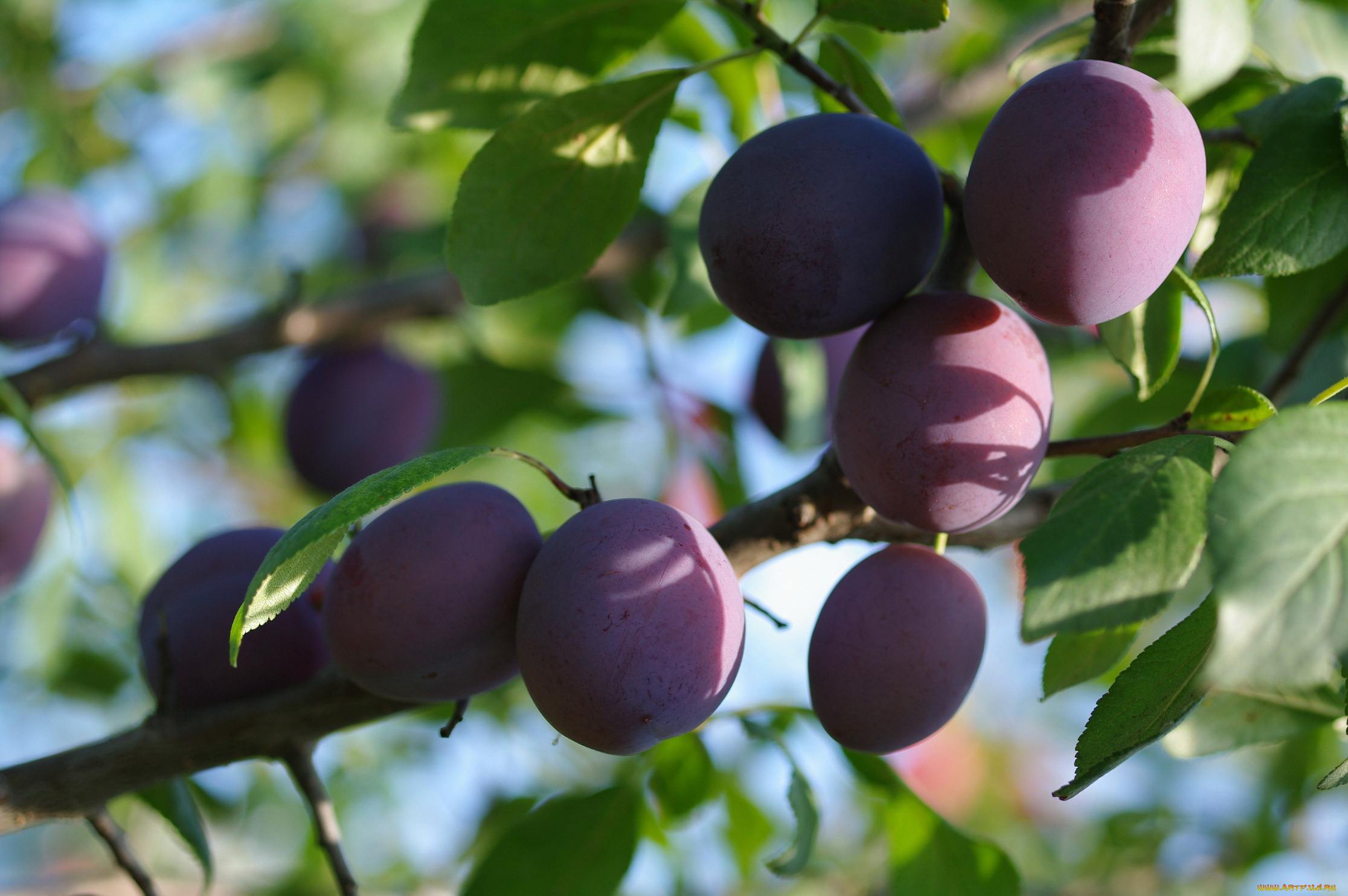природа, плоды, август, ветка, дача, лето, слива, урожай, ягоды