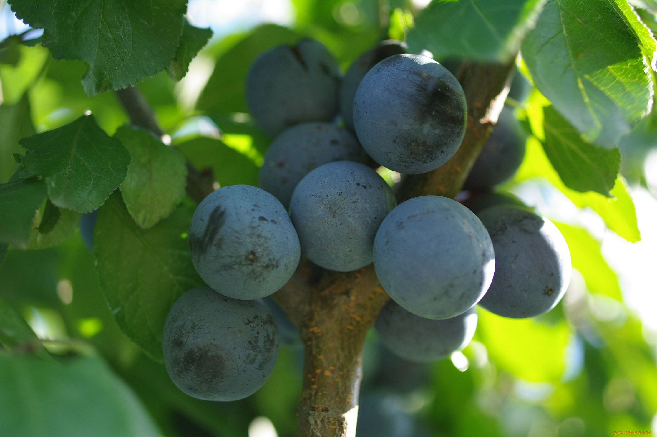 природа, плоды, ветка, дача, множество, осень, сентябрь, тернослив, урожай, ягоды