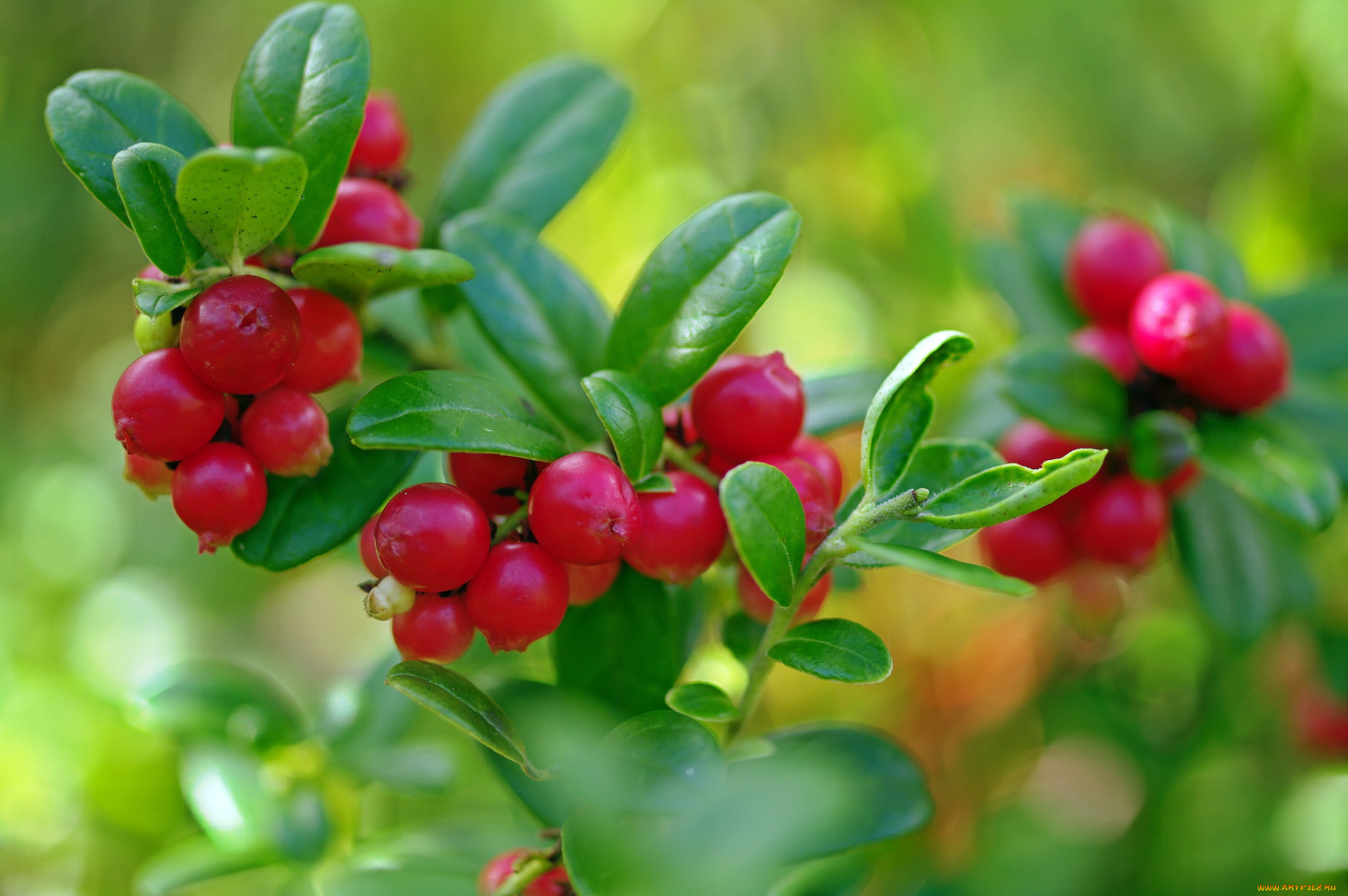 природа, Ягоды, август, брусника, красота, лес, лесные, ягоды, лето, макро, множество, растения