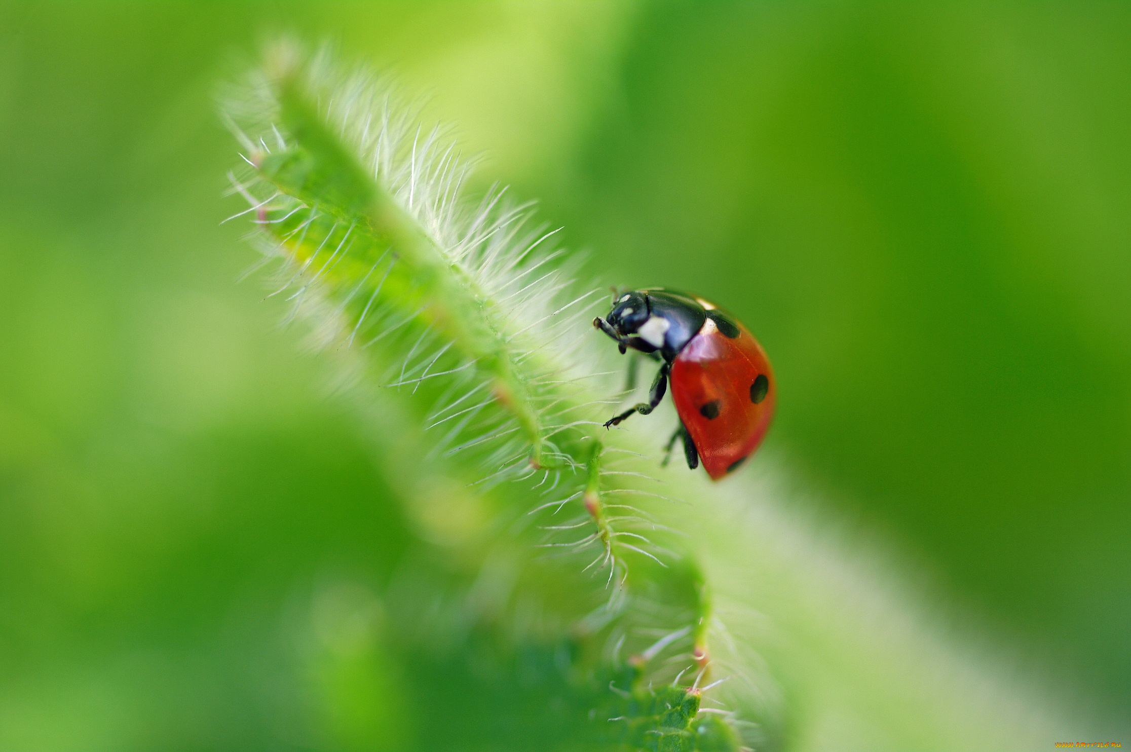 животные, божьи, коровки, божья, коровка, горошек, дача, жуки, июль, красота, лепестки, лето, макро, насекомые, природа, растения, флора